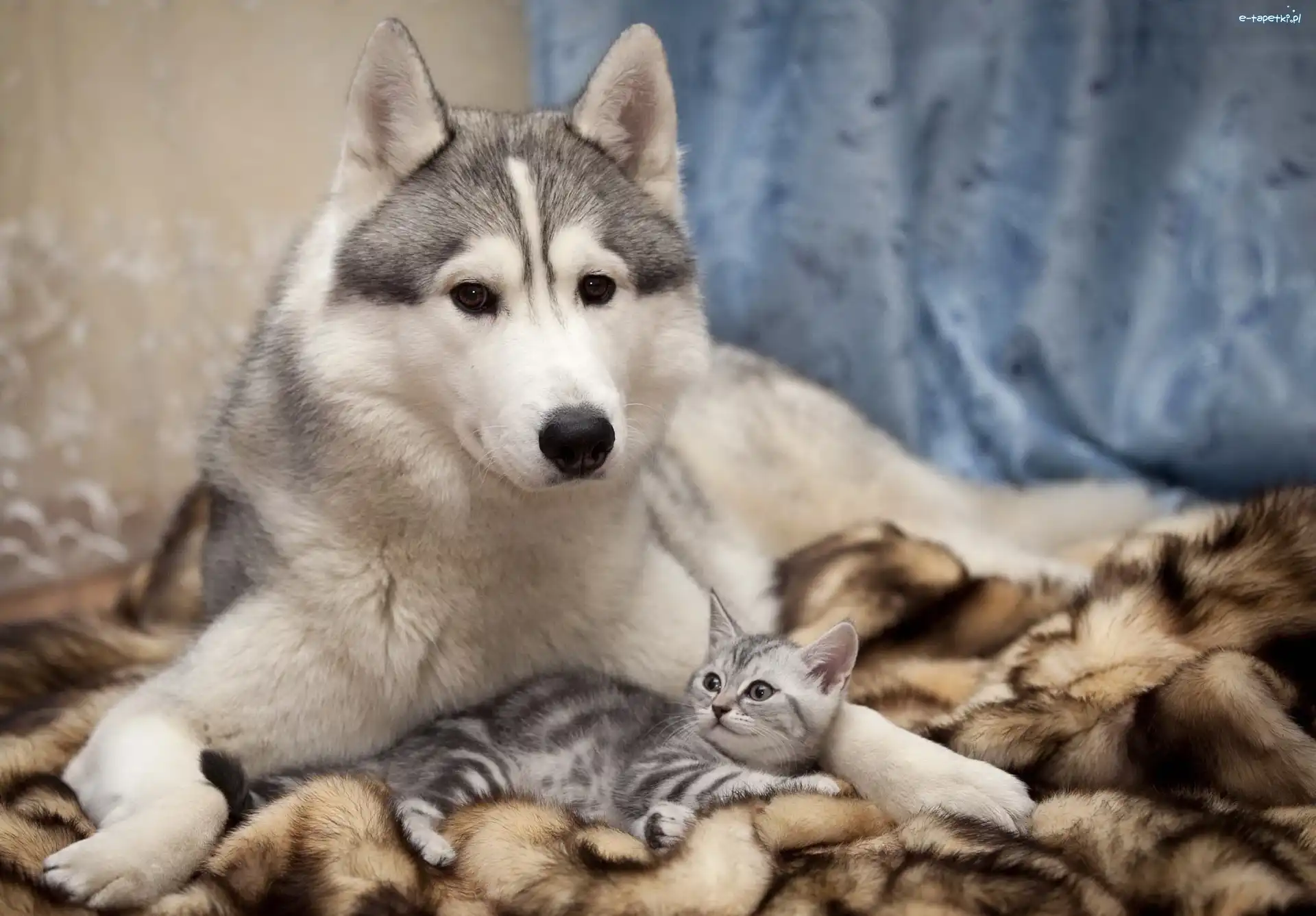 Siberian Husky, Futerko, Kot