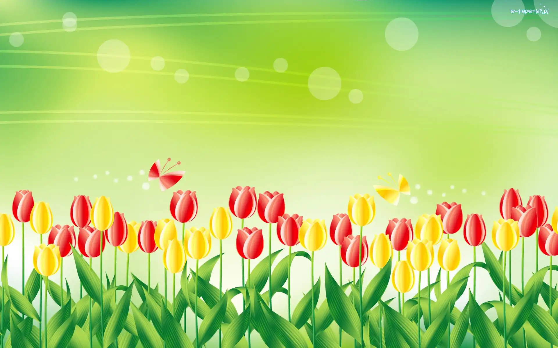 Tulipany, Żółte, Czerwone, Kwiaty