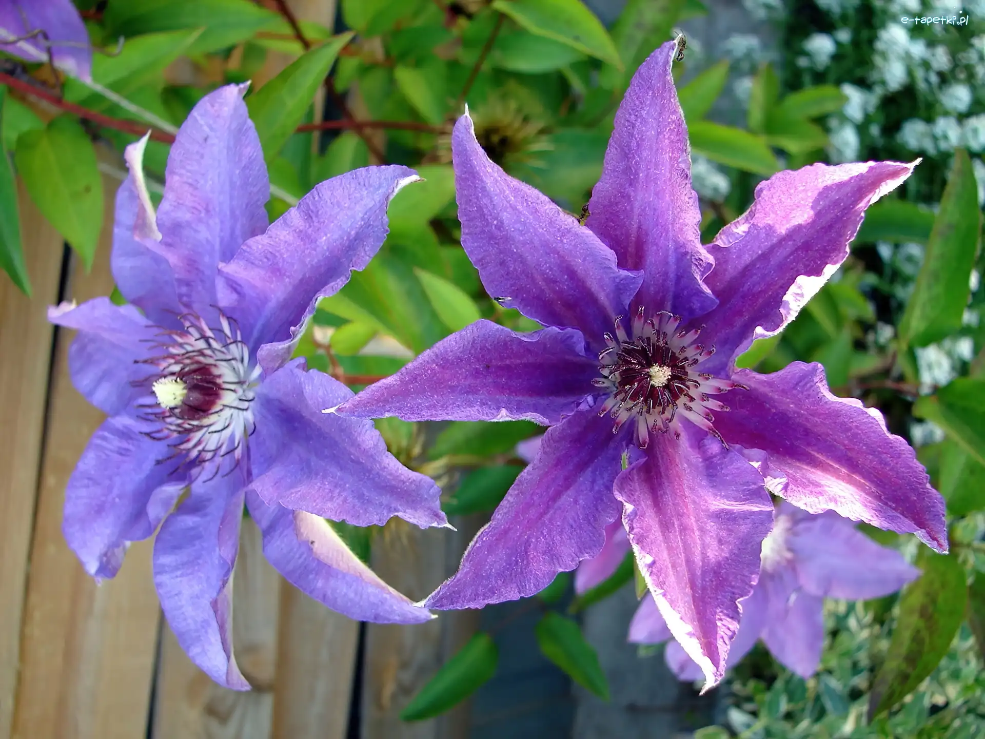 Clematis, Pnącze