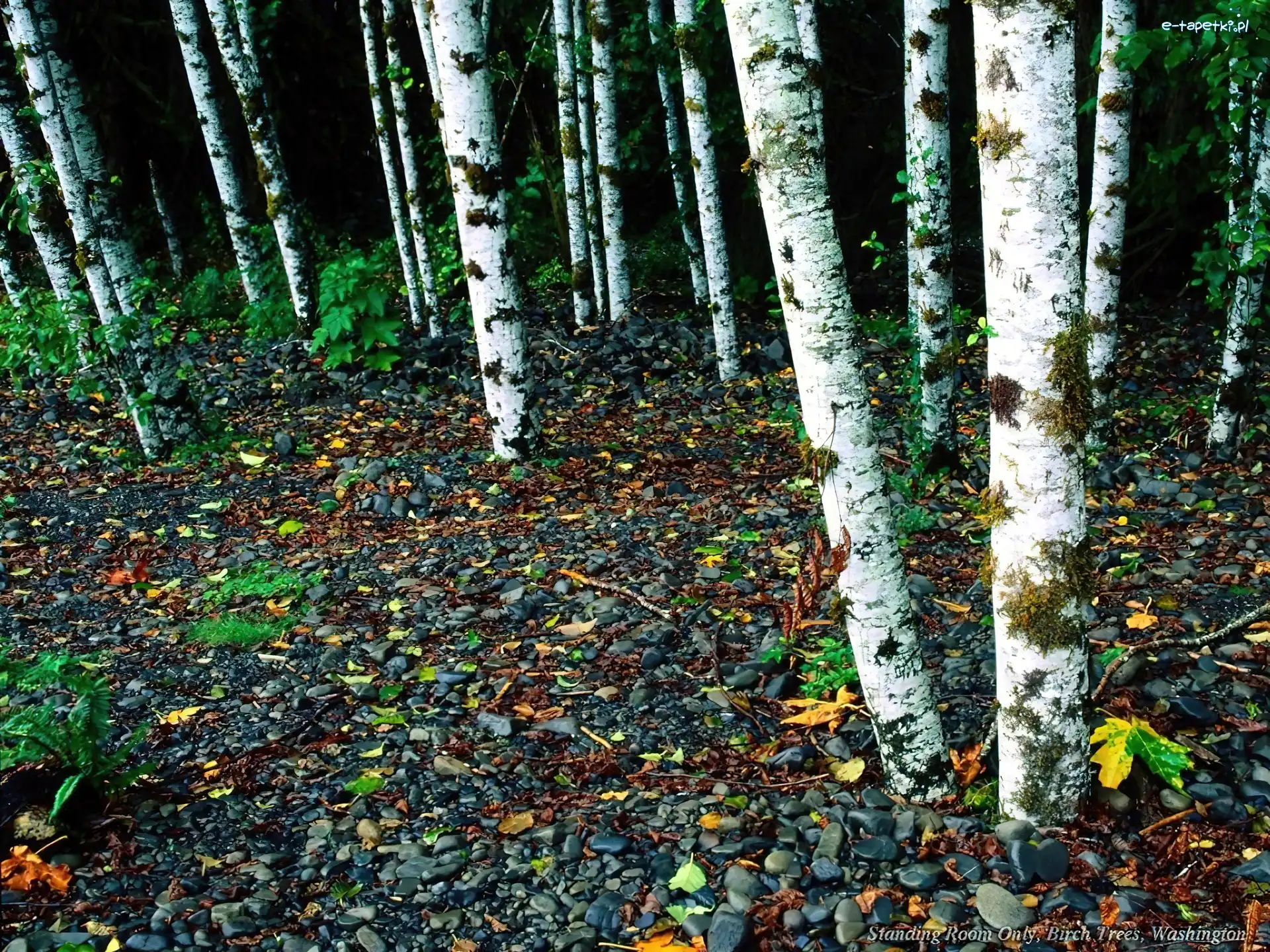 Kamyki, Las, Jesień