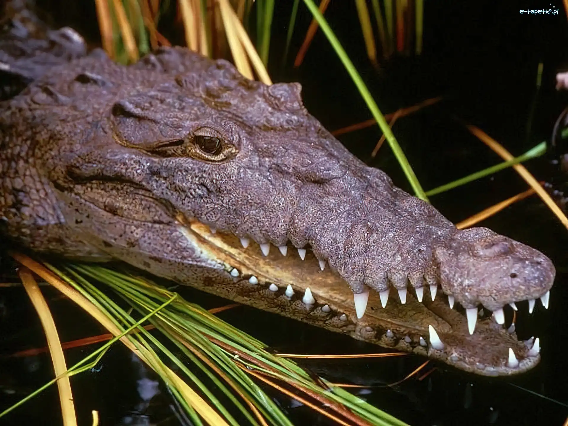 Woda, Trzcina, Aligator
