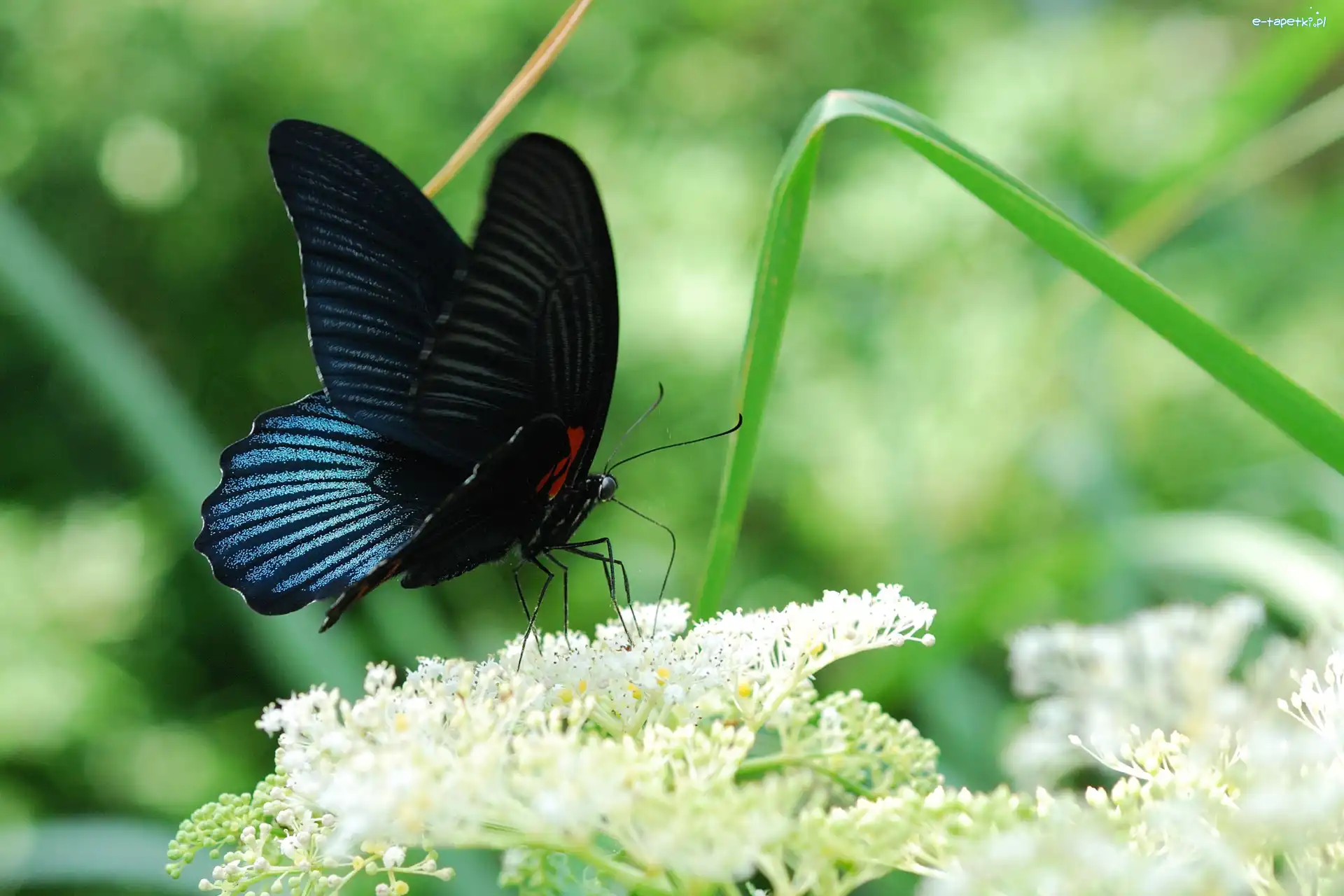 Motyl, Niebieski, Czarno