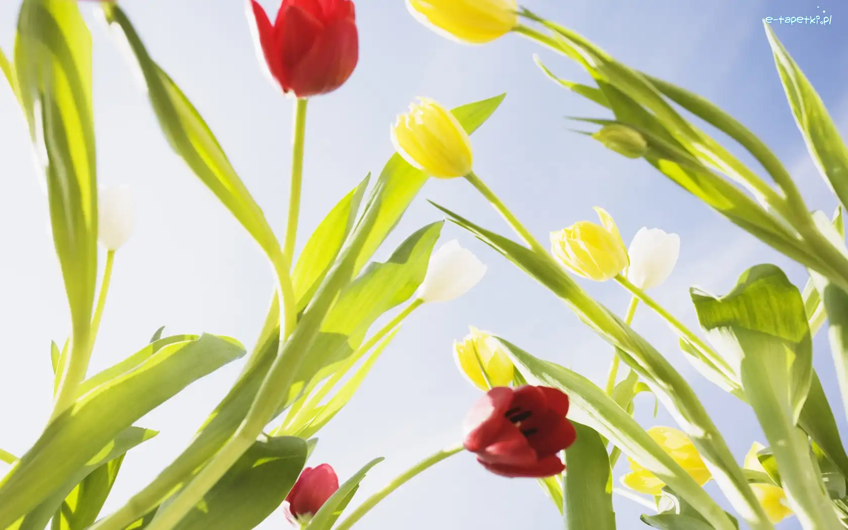 Tulipany, Żółte, Czerwone