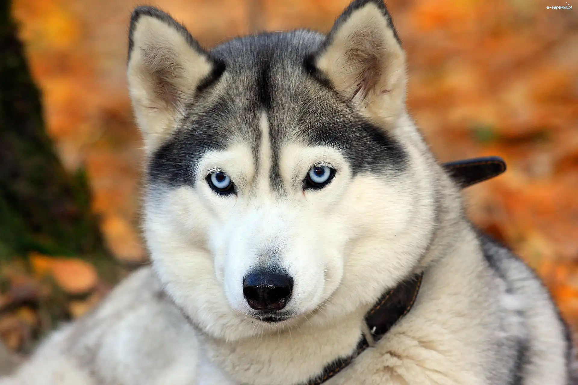 Mordka, Husky