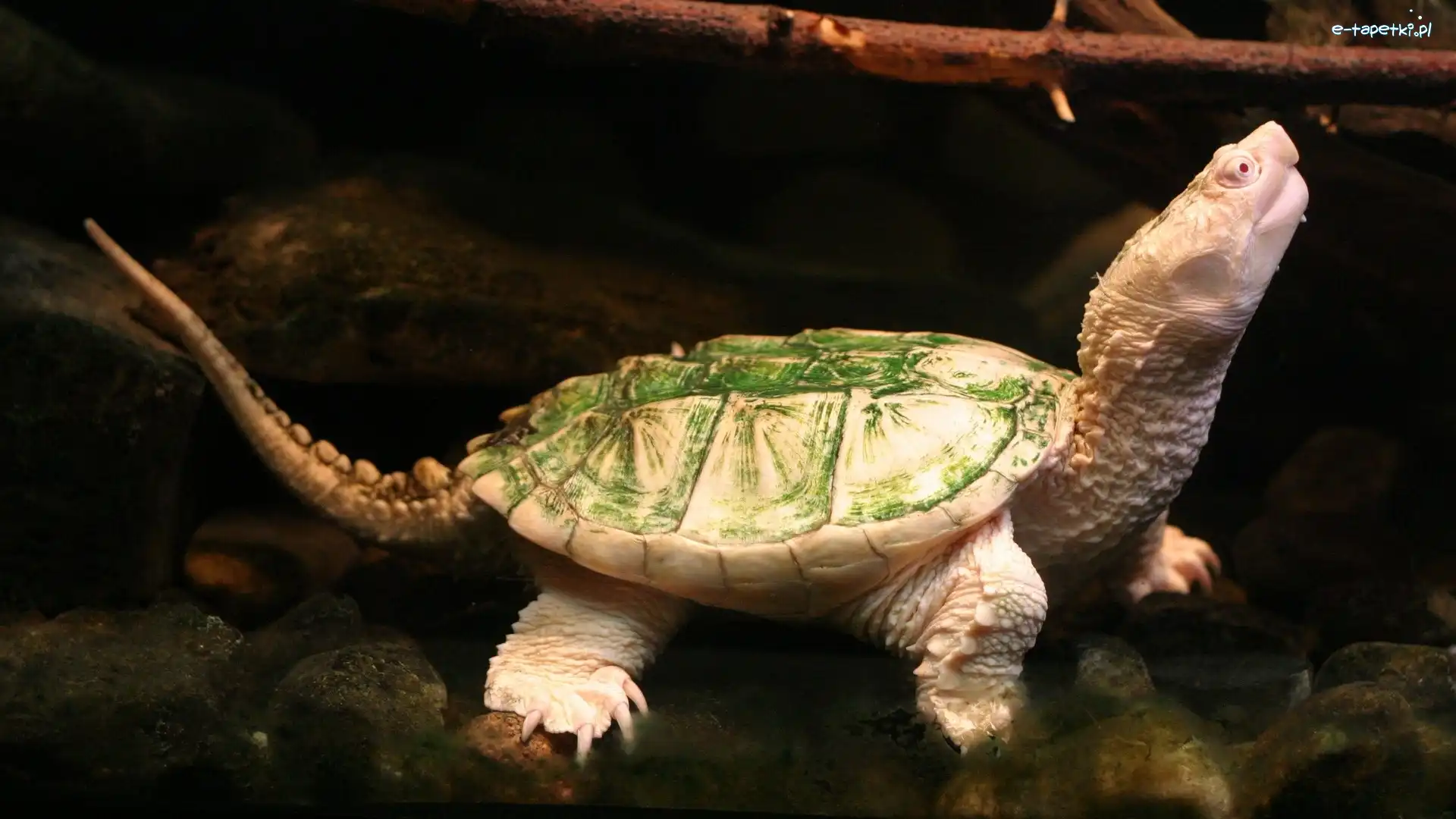 Skorupa, Zielona, Żółw