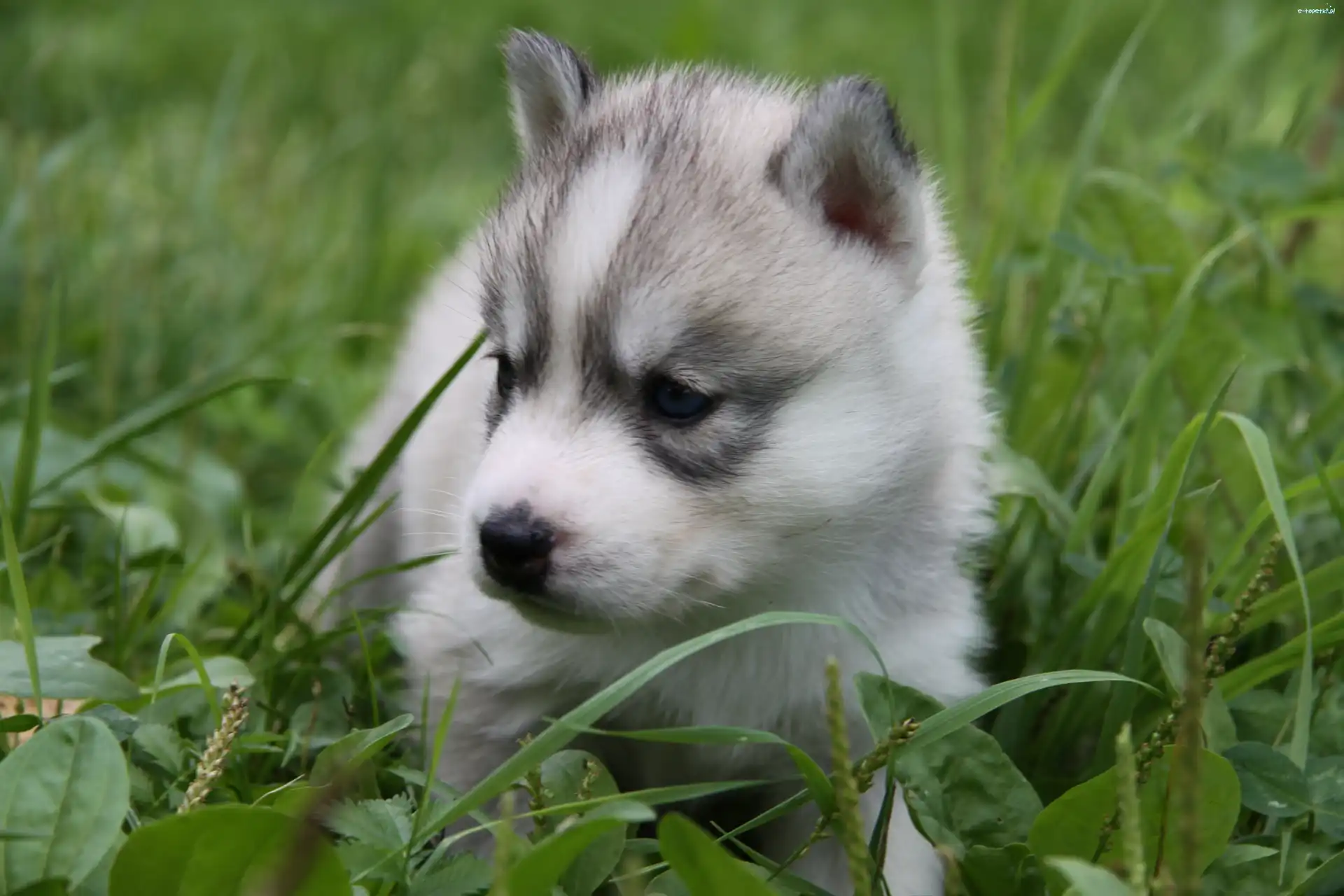 Szczeniak, Siberian Husky