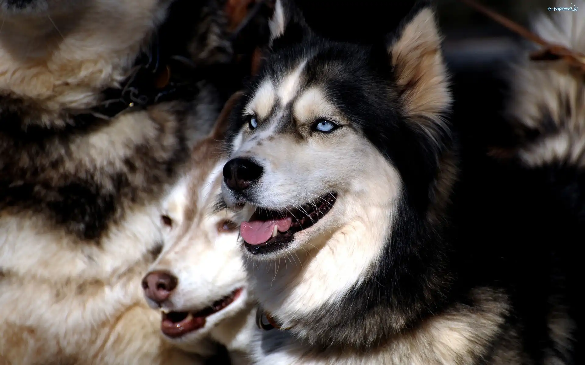 Oczy, Niebieskie, Siberian Husky