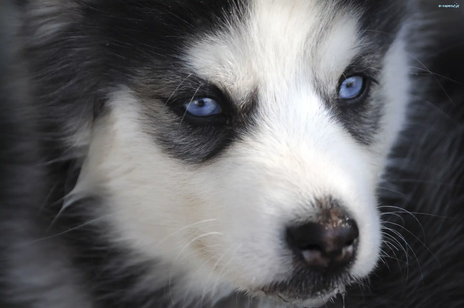 Szczeniak, Oczy, Niebieskie, Siberian Husky