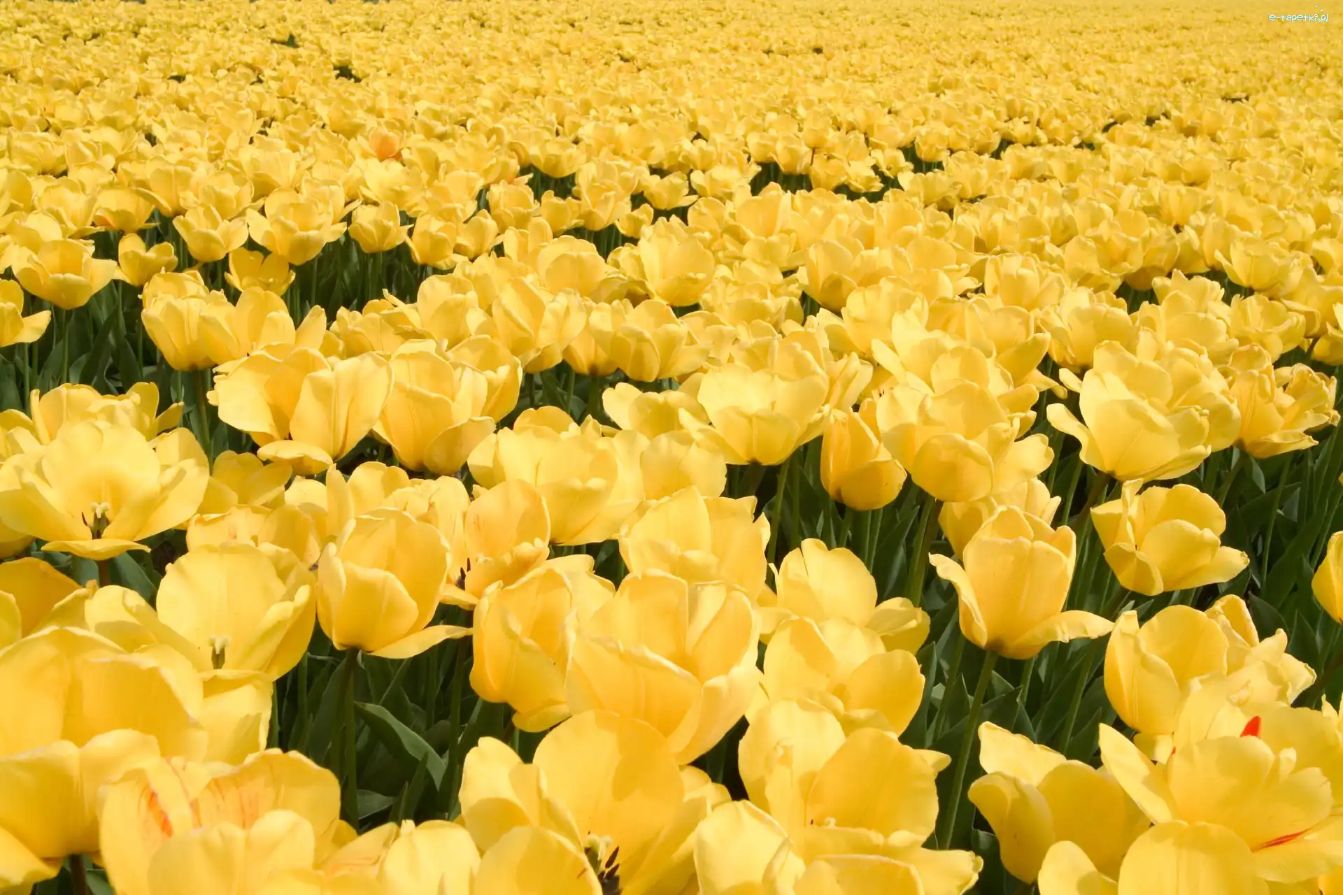 Tulipanów, Żółtych, Plantacja