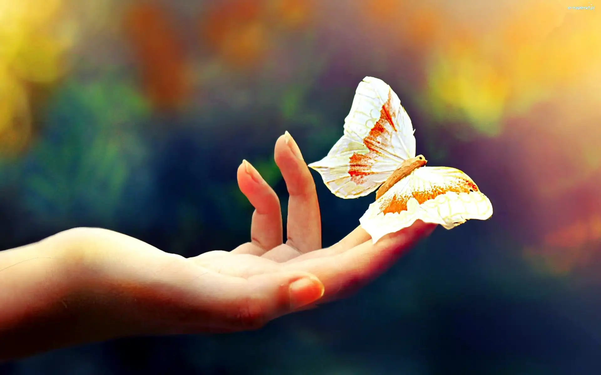 Motyl, Ręka