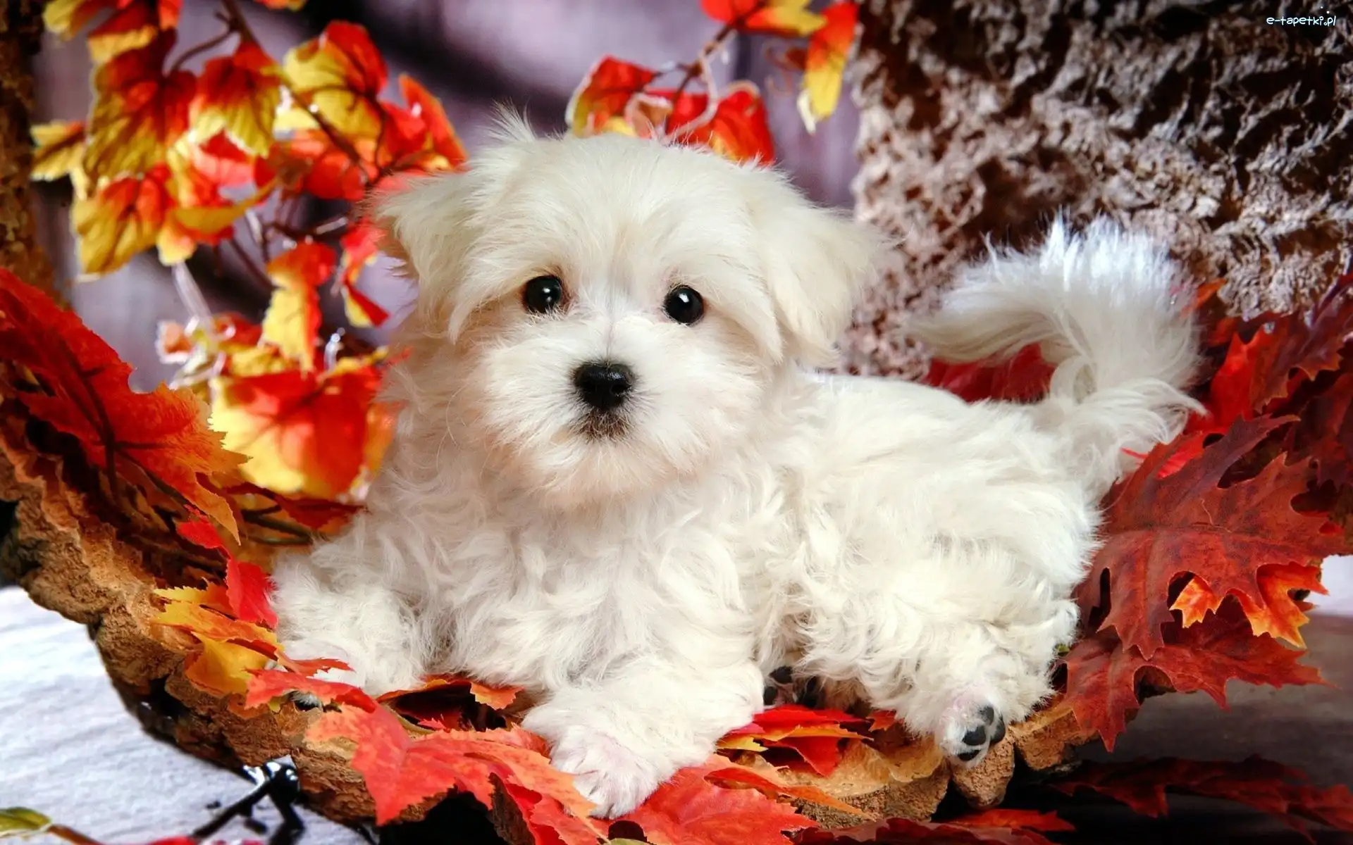 Liście, Szczeniaczek, Bichon Frise