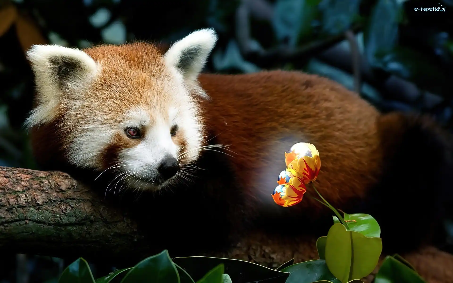Panda, Pandka ruda, Kwiatek, Mała