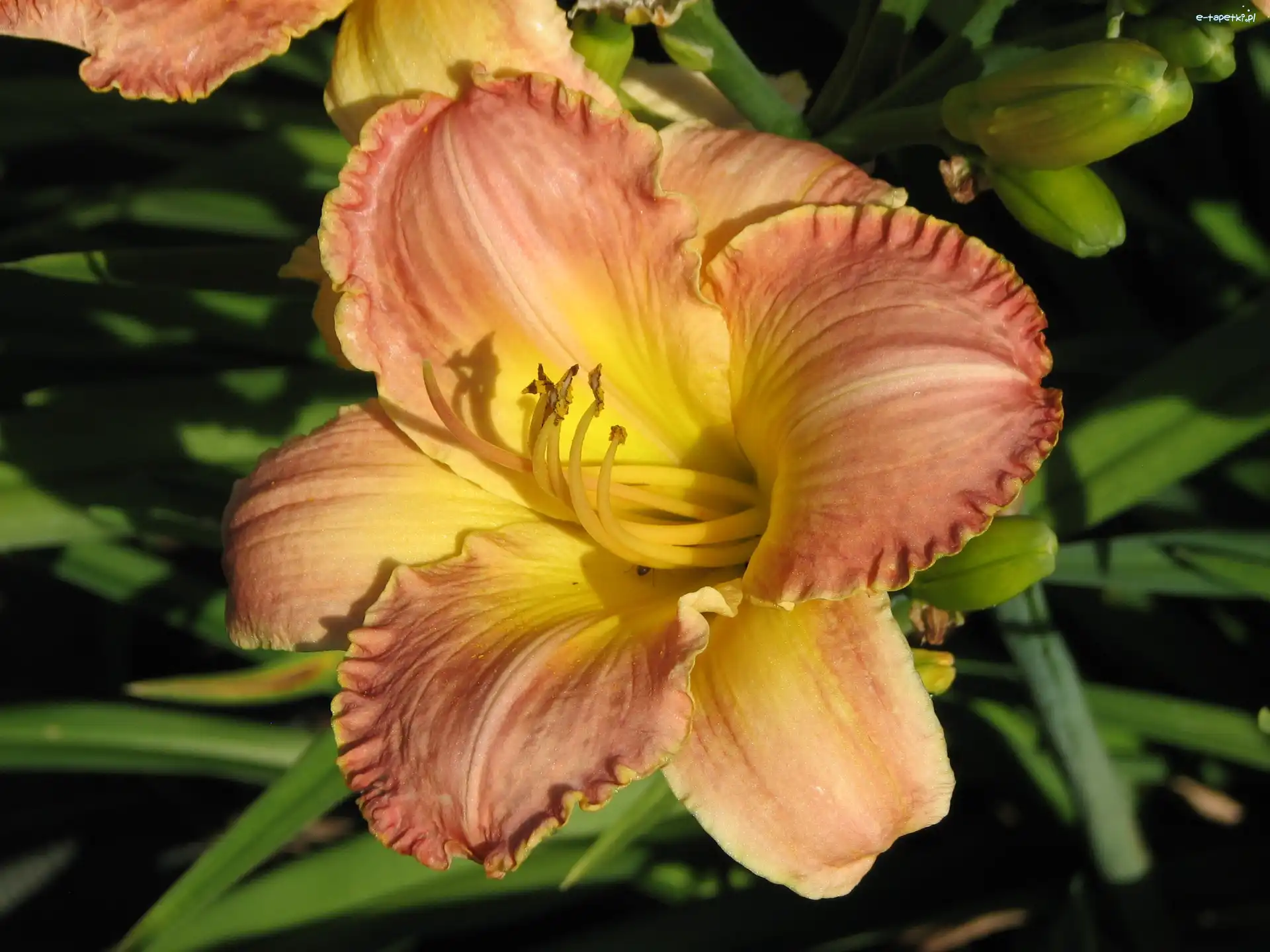 Liliowiec