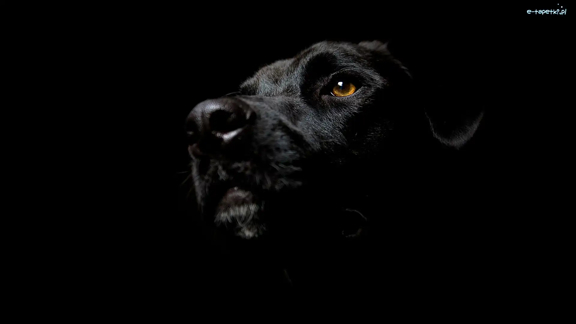 Labrador Retriever, Pies, Czarny