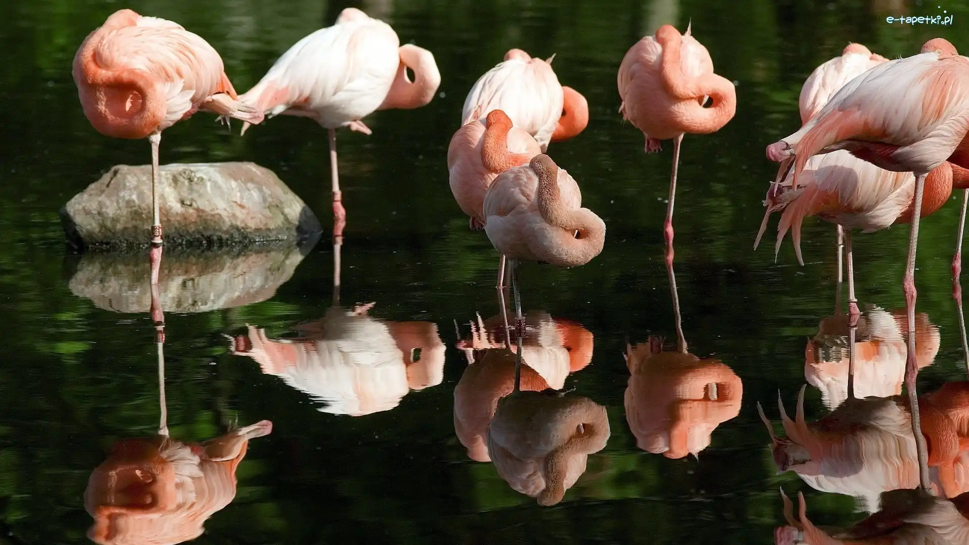 Flamingi, Ptaki
