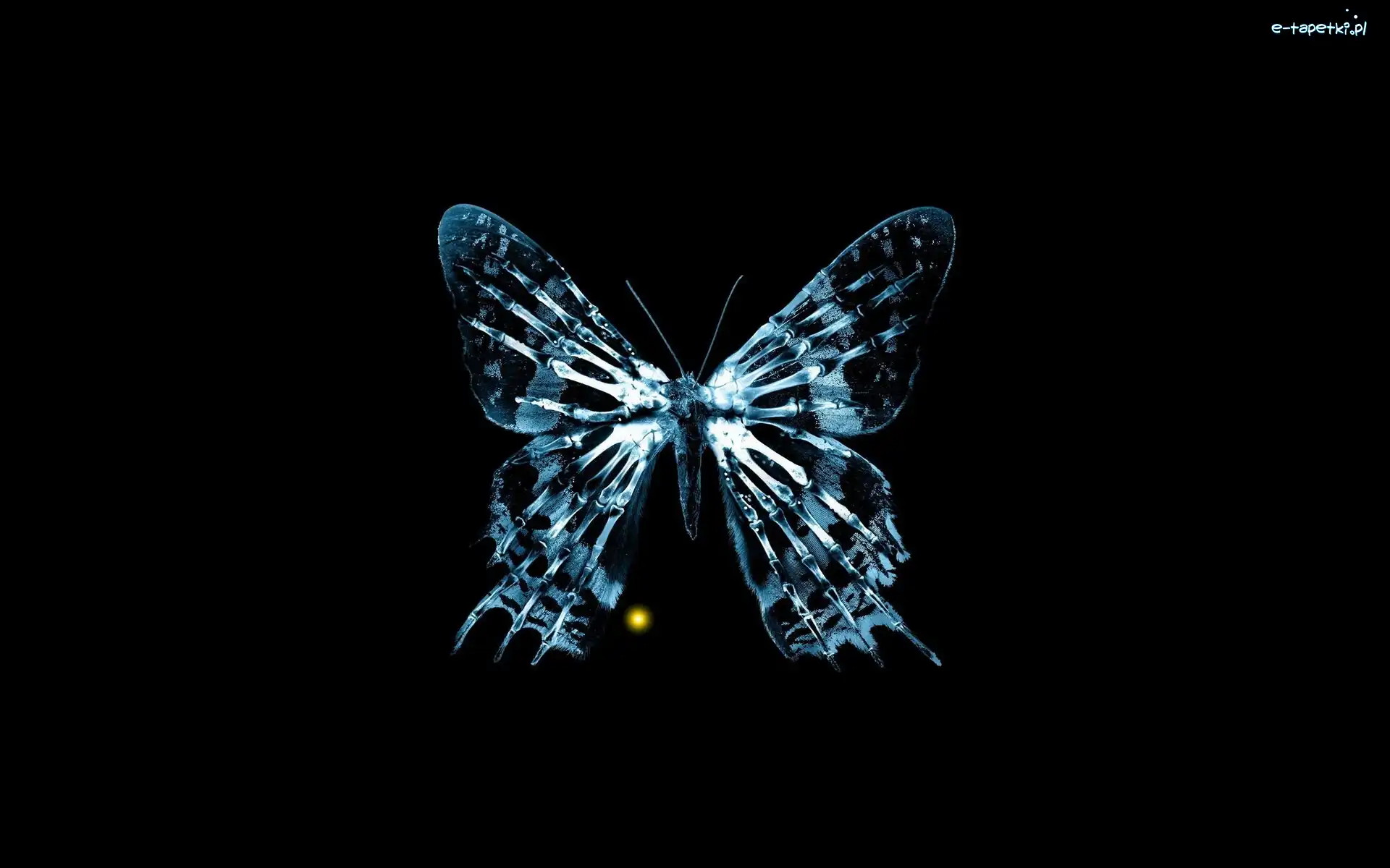 Motyl, Tło, Czarne, Niebieski