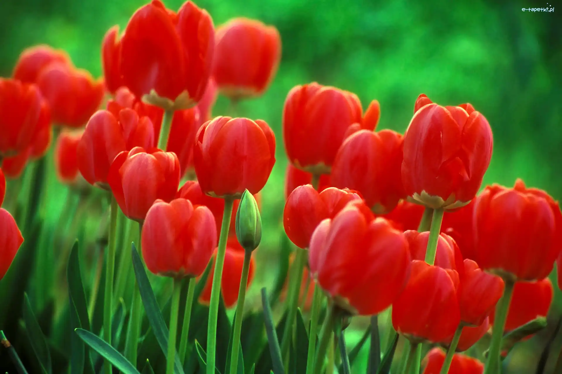 Tulipany, Czerwone