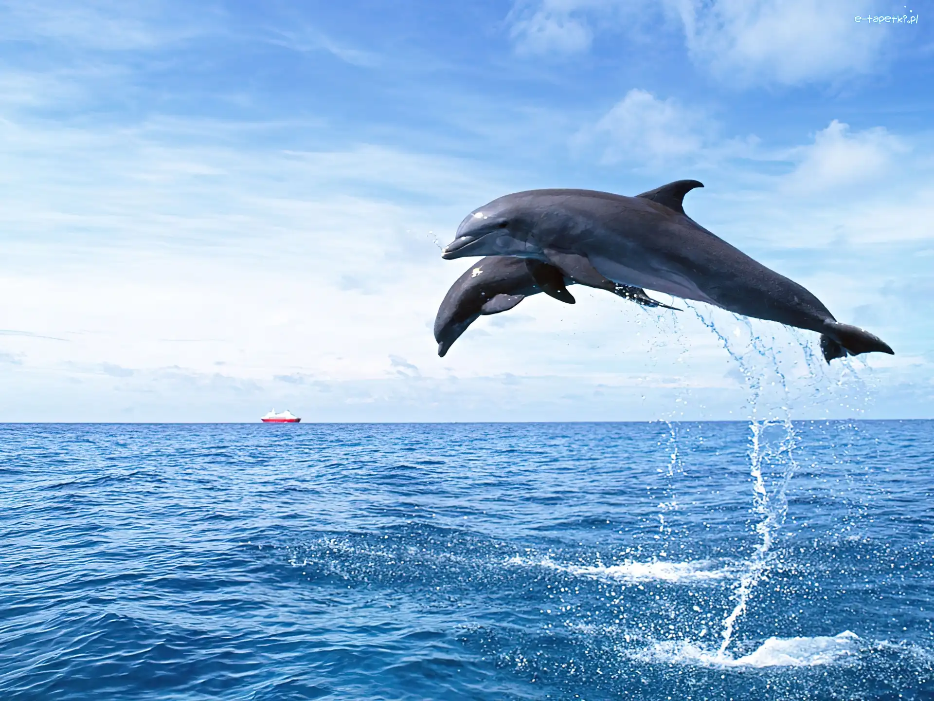 Woda, Delfiny