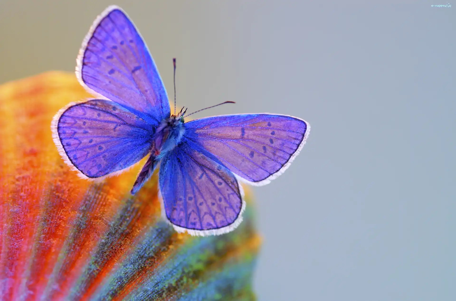 Motyl, Fioletowy