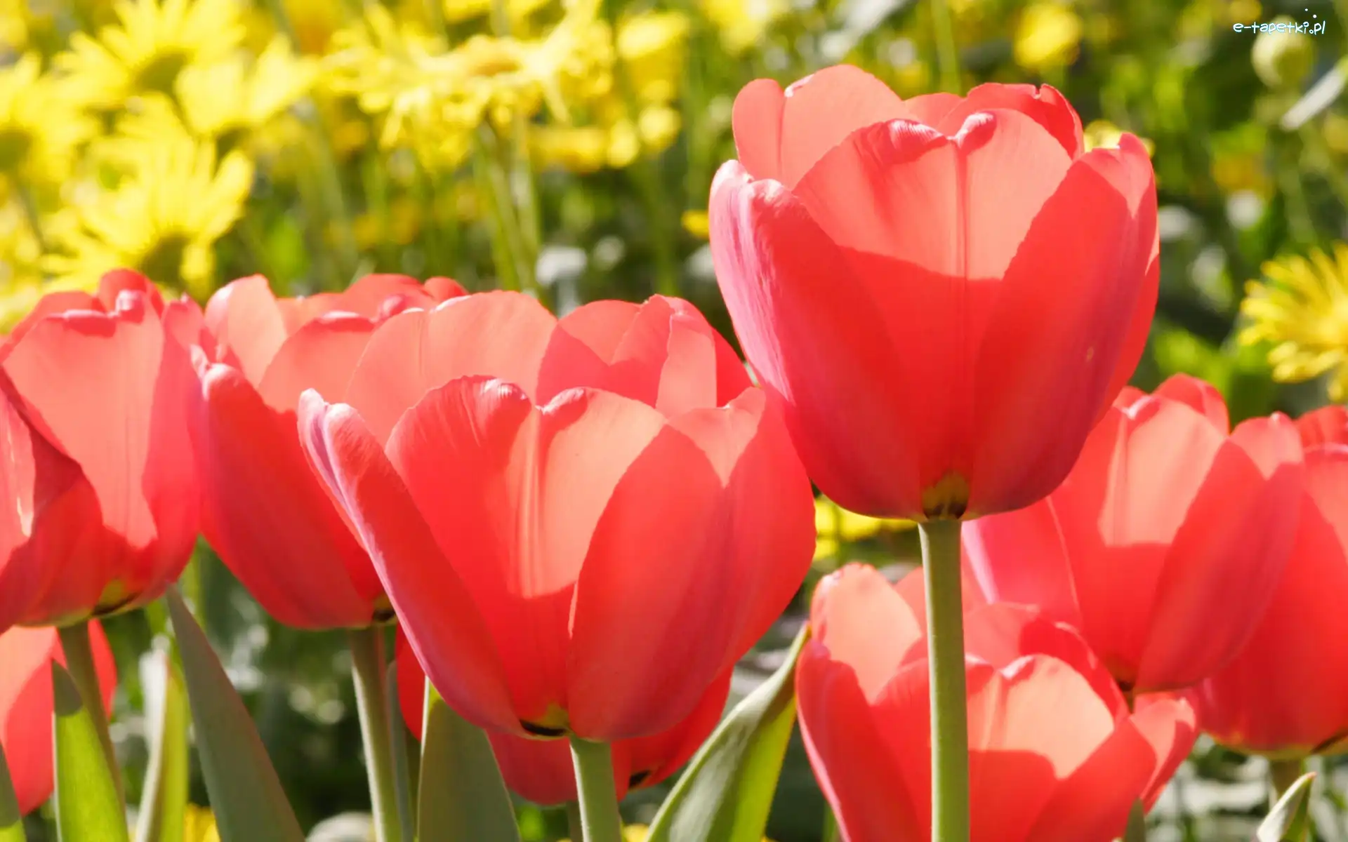 Tulipany, Czerwone