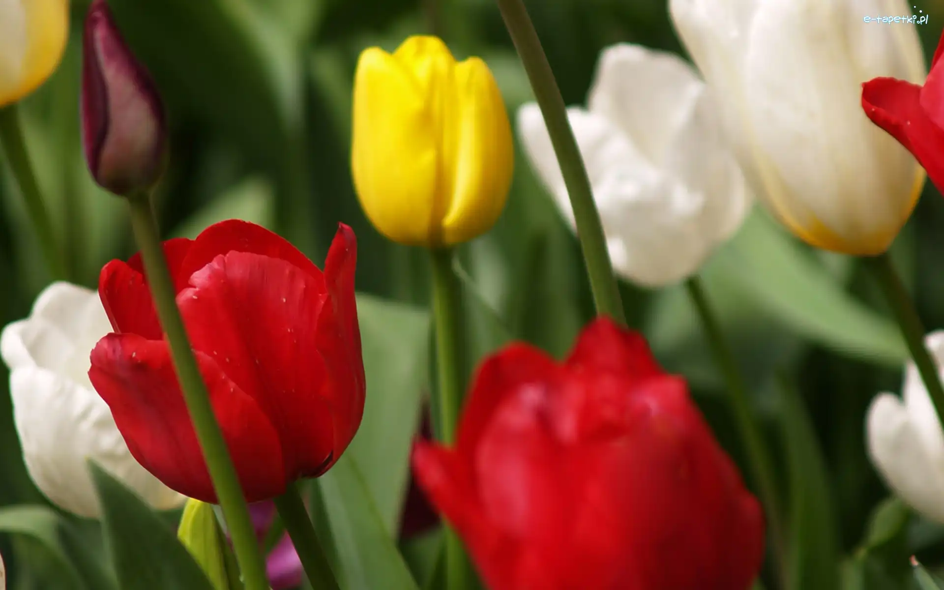 Tulipany, Kolorowe