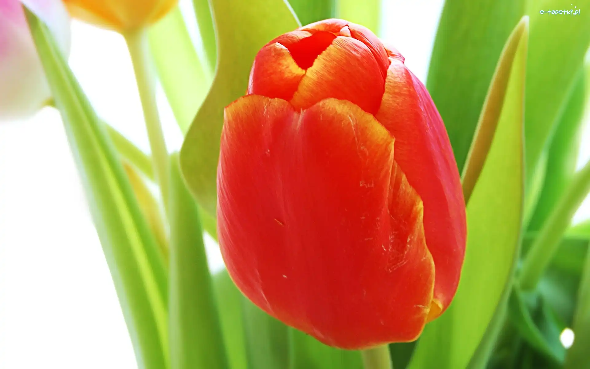 Tulipan, Czerwony