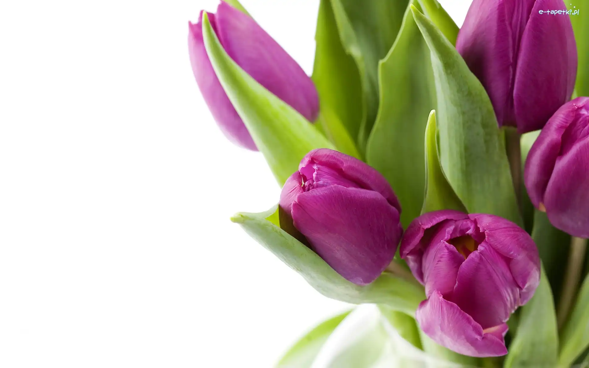 Tulipany, Fioletowe