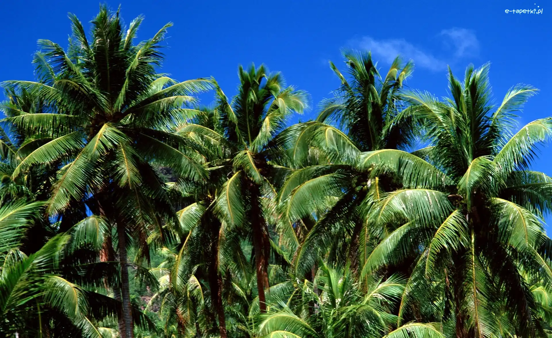 Palm, Gąszcz
