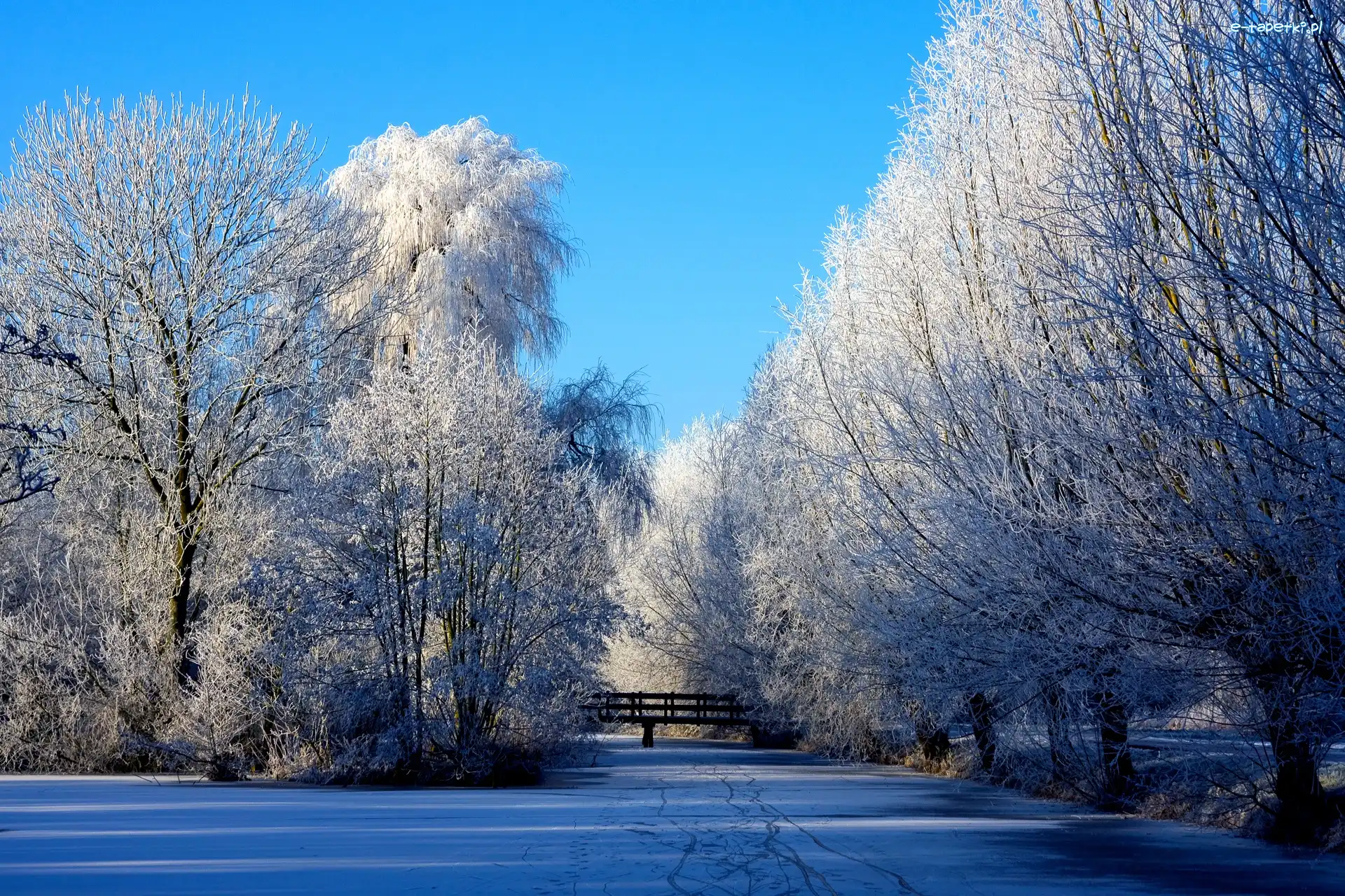 Zima, Śnieg, Drzewa