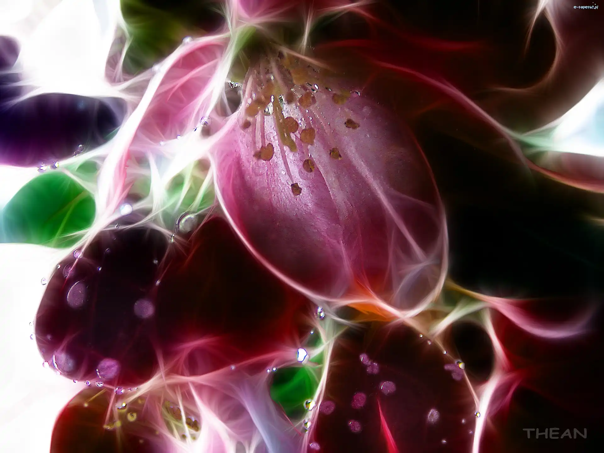 Kolory, Kwiaty, Fractalius