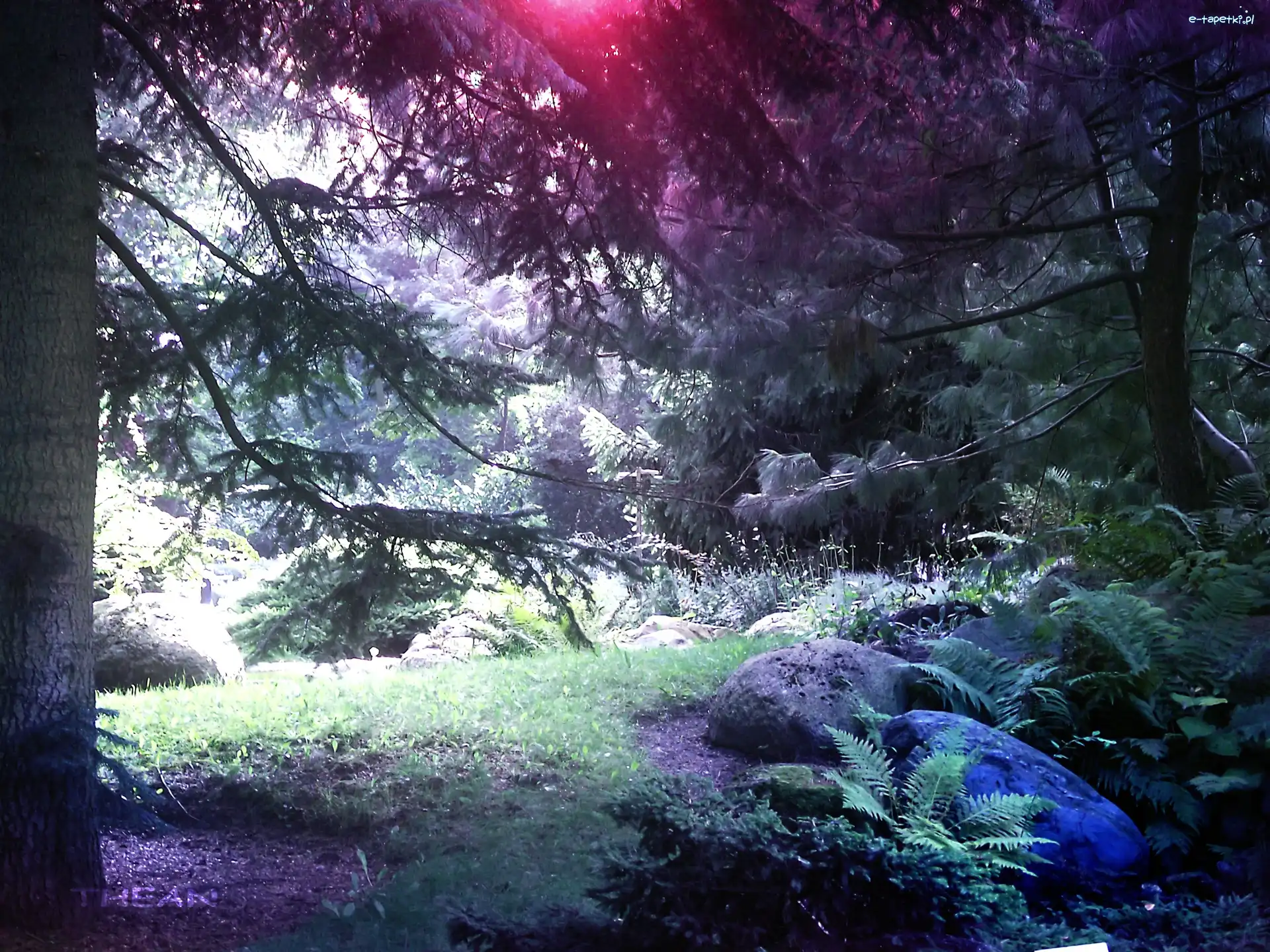 Ogród, Drzewa, Botaniczny, Kamienie, Paprocie