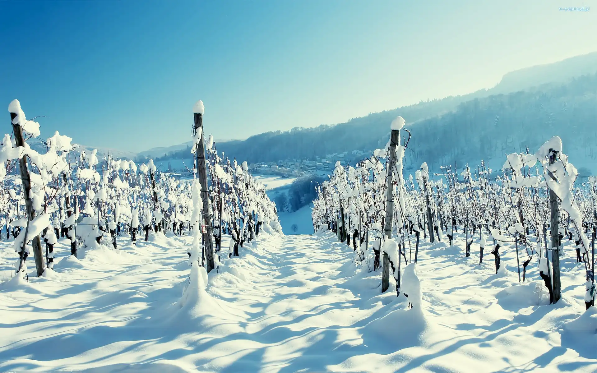 Plantacja, Śnieg, Zima