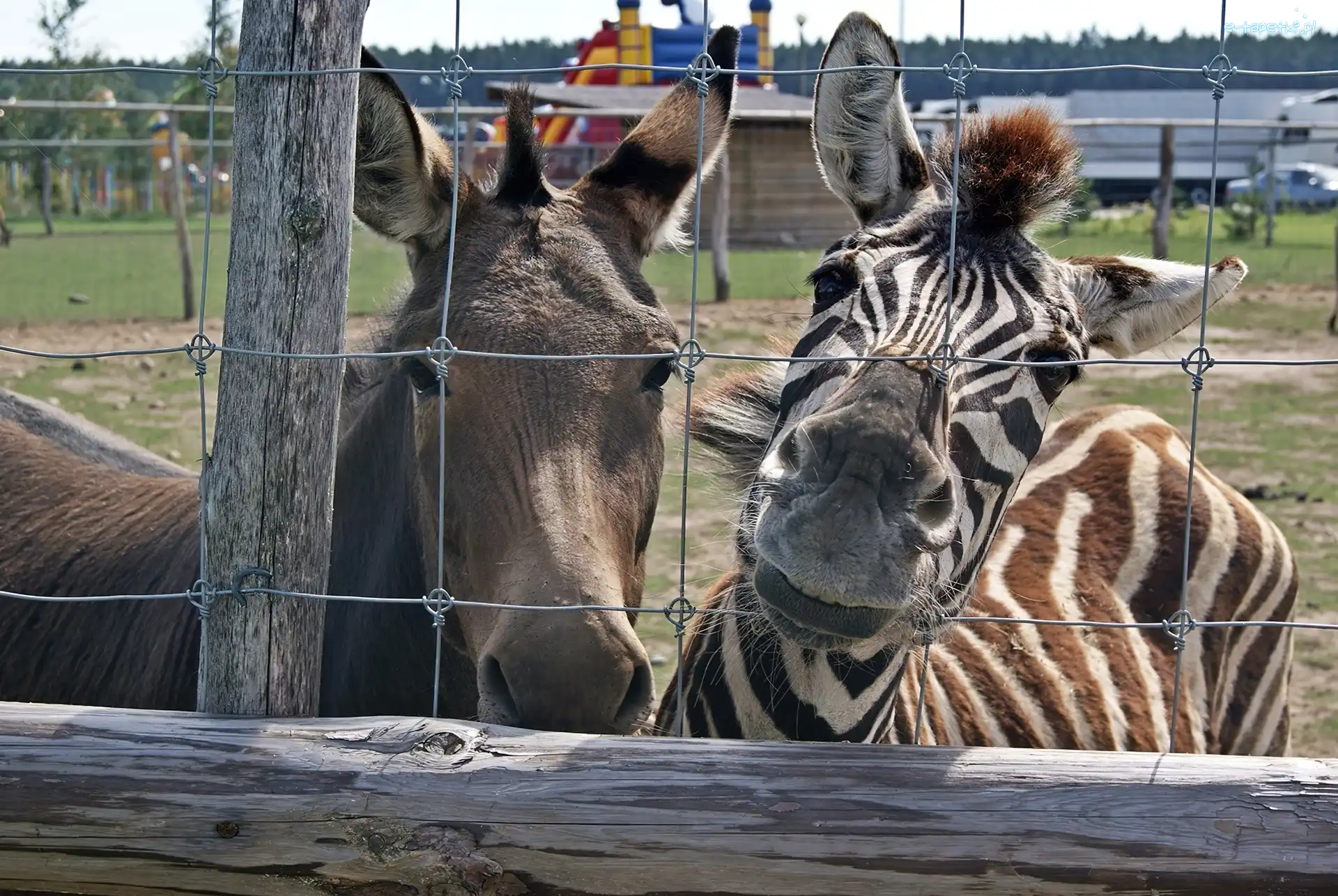 Osioł, Zebra