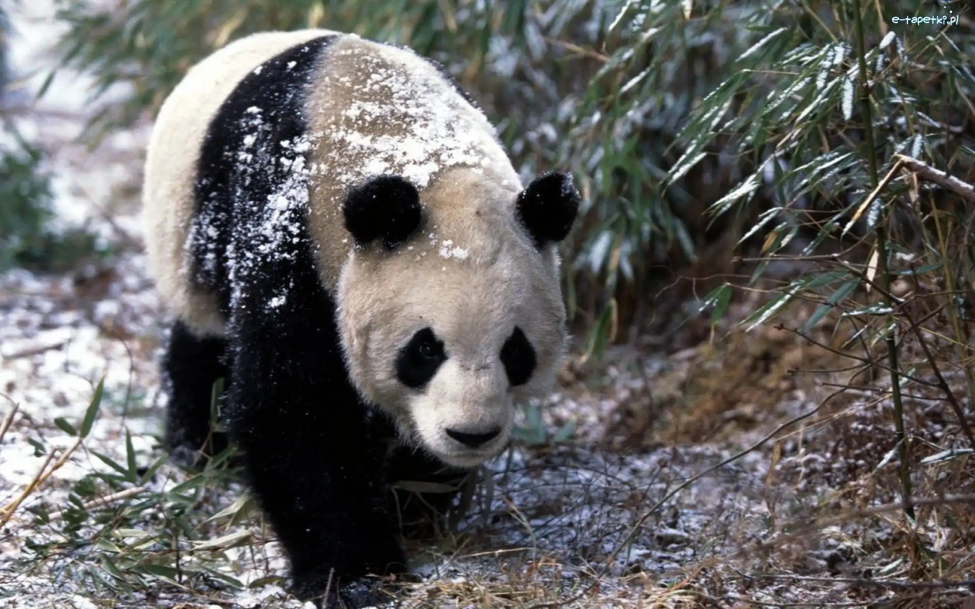 Śnieg, Panda, Miś