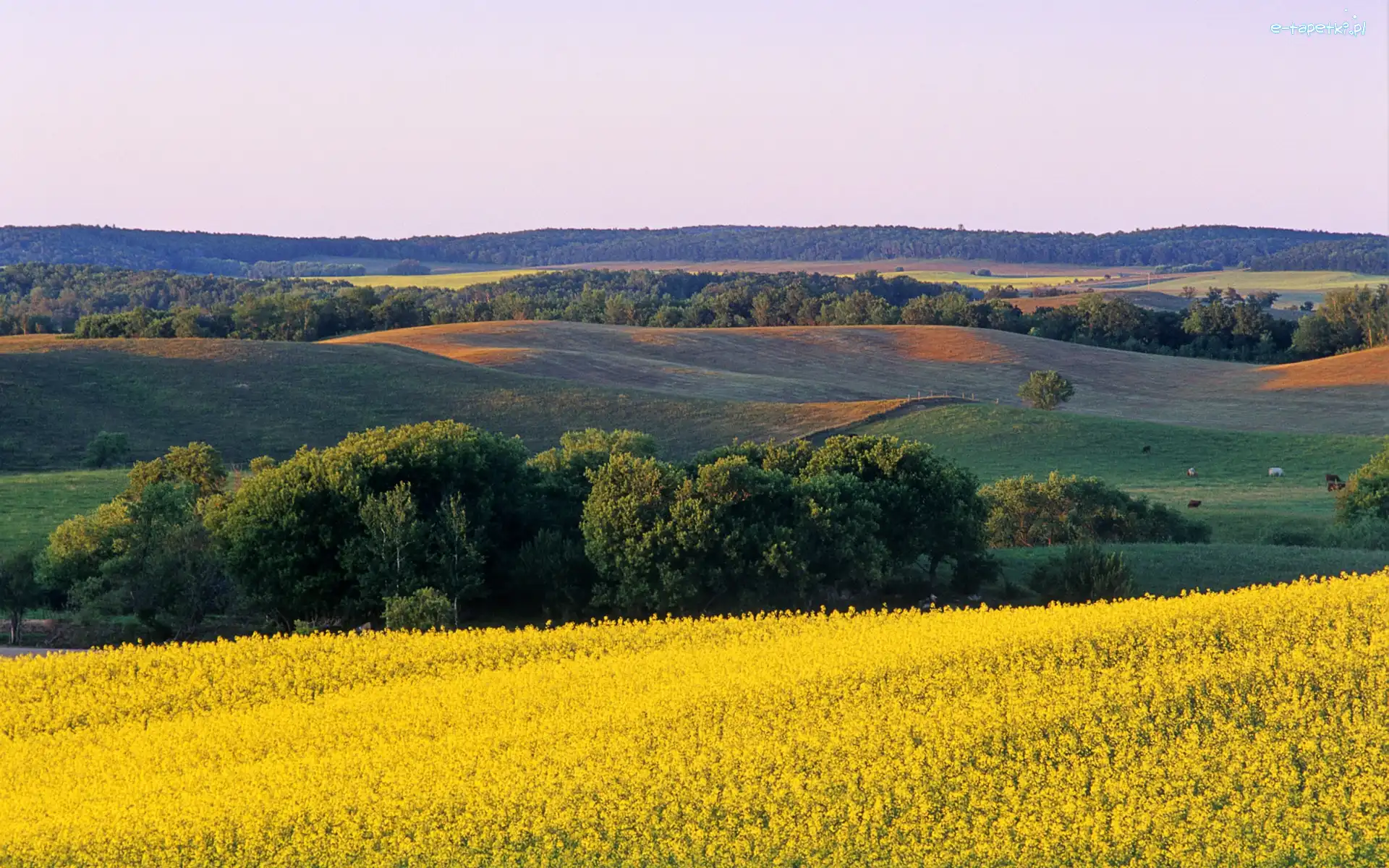 Krajobraz, Drzewa, Wzgórza