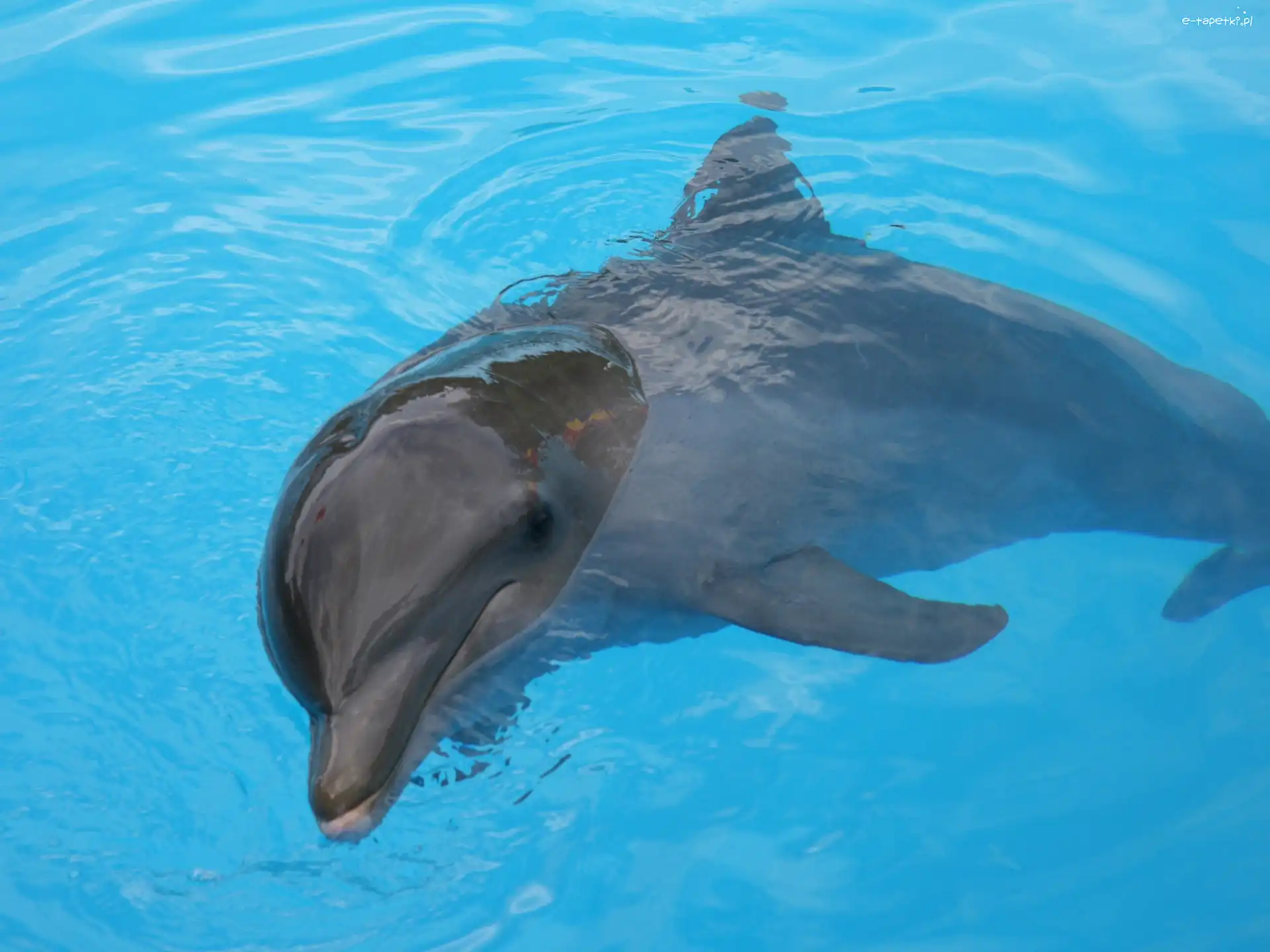 Woda, Błękitna, Delfin