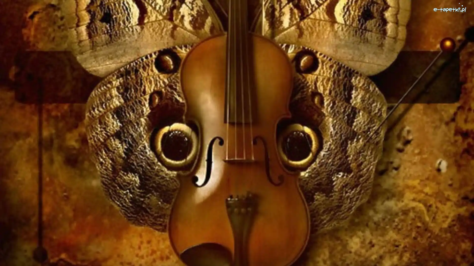 Motyl, Skrzypce