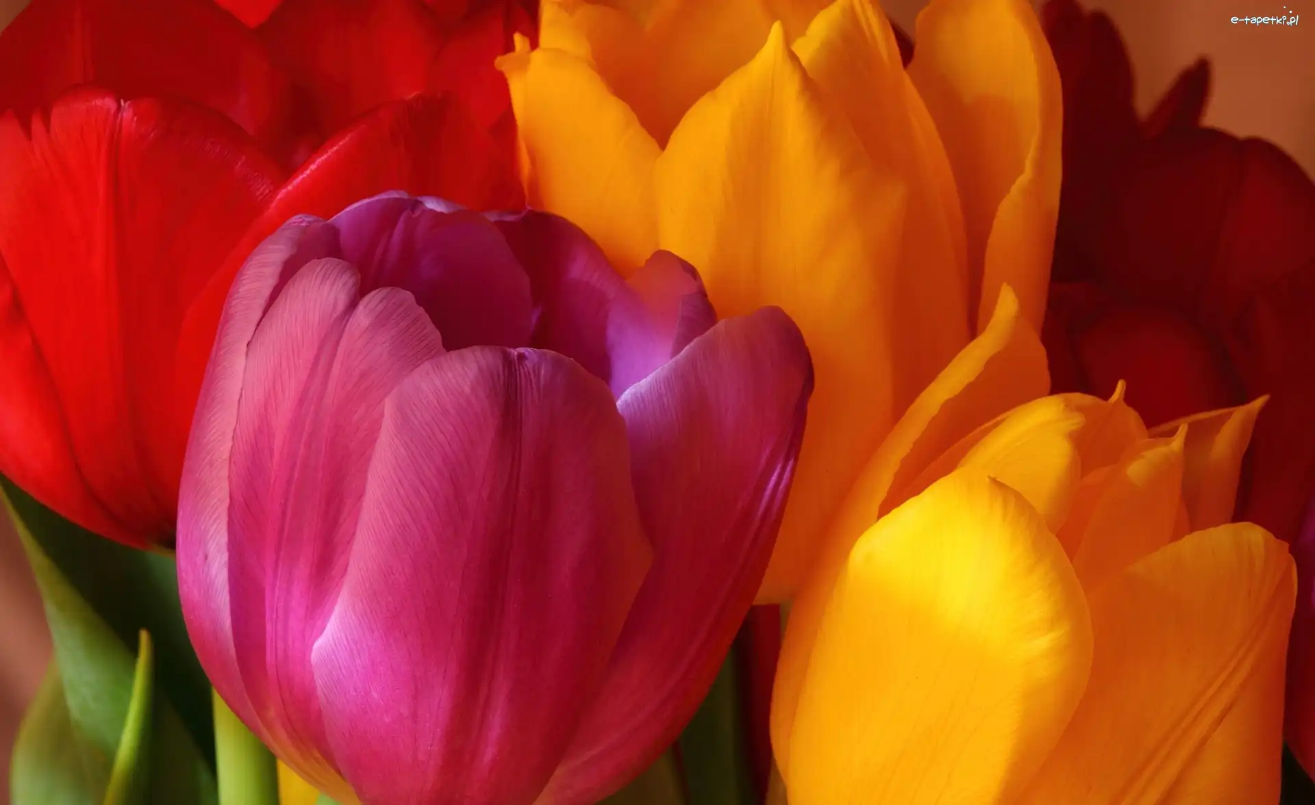 Tulipany, Kolorowe