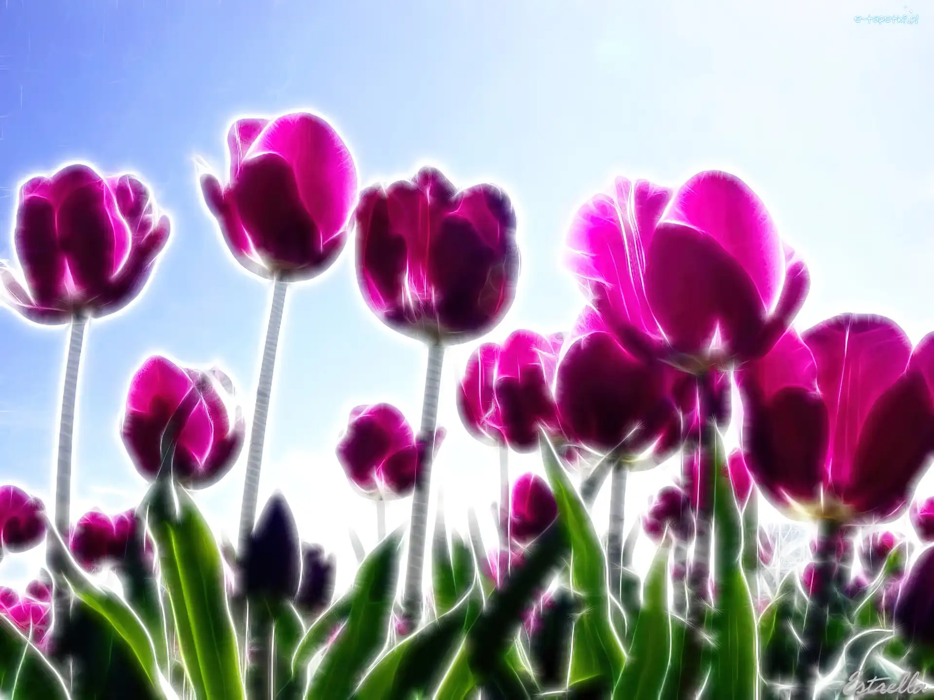 Łąka, Tulipany, Fioletowe