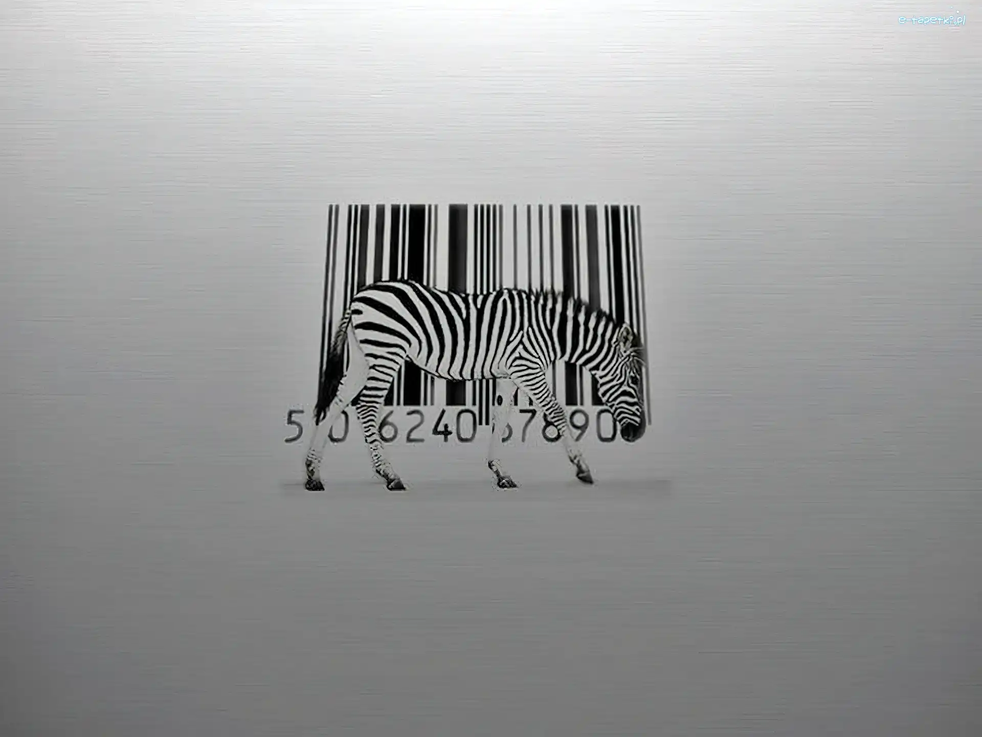 Kreskowy, Kod, Zebra