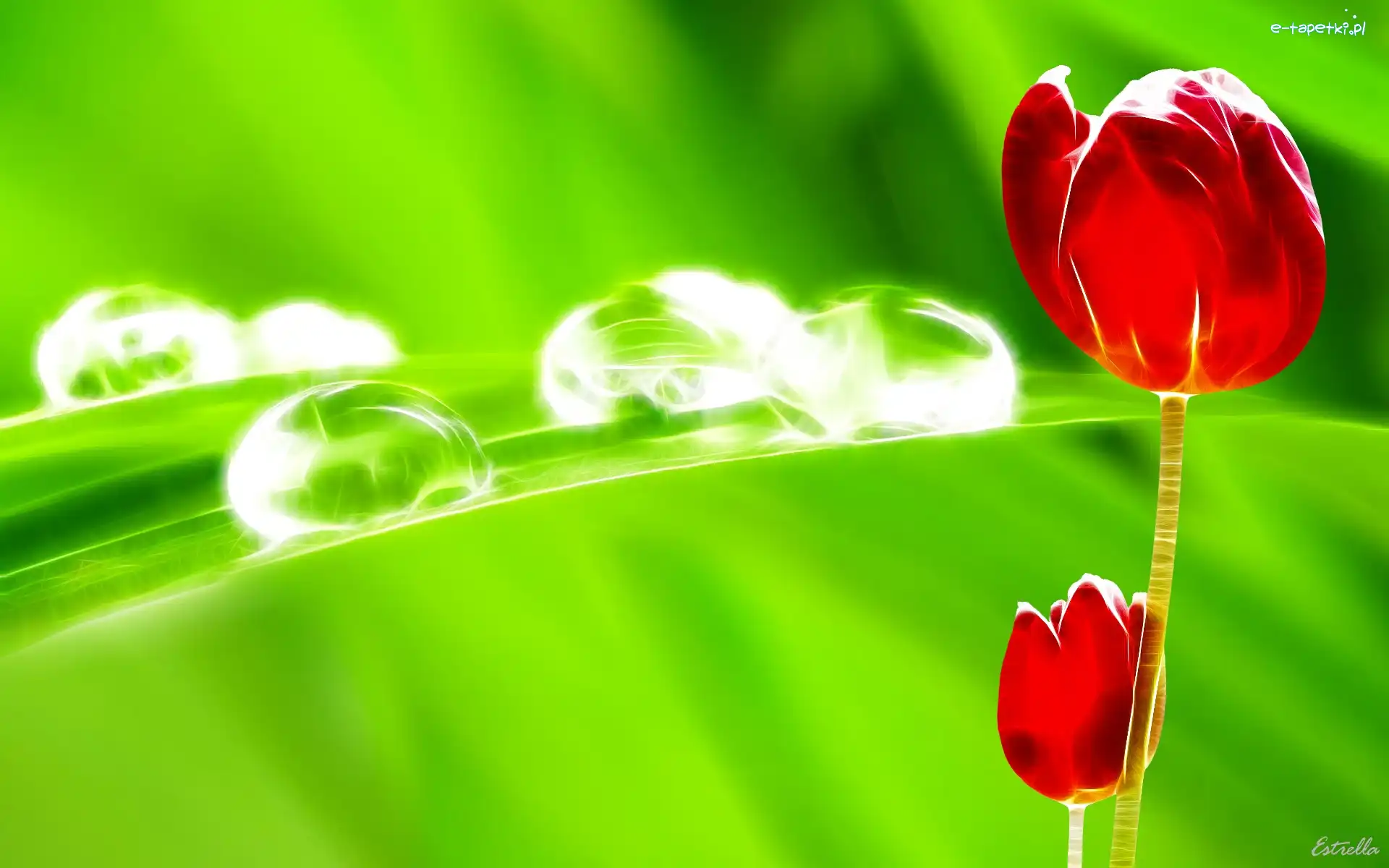 Tulipany, Rosa, Trawa, Czerwone