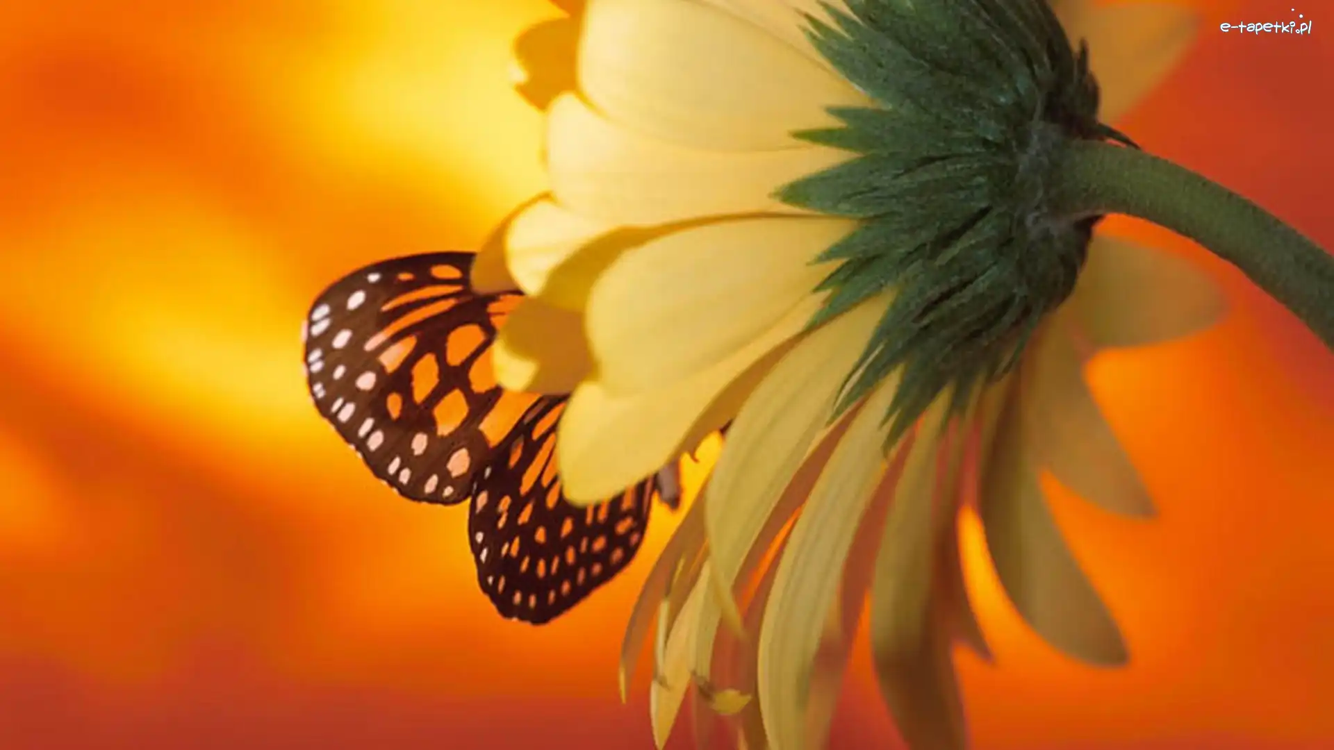 Motyl, Słonecznik