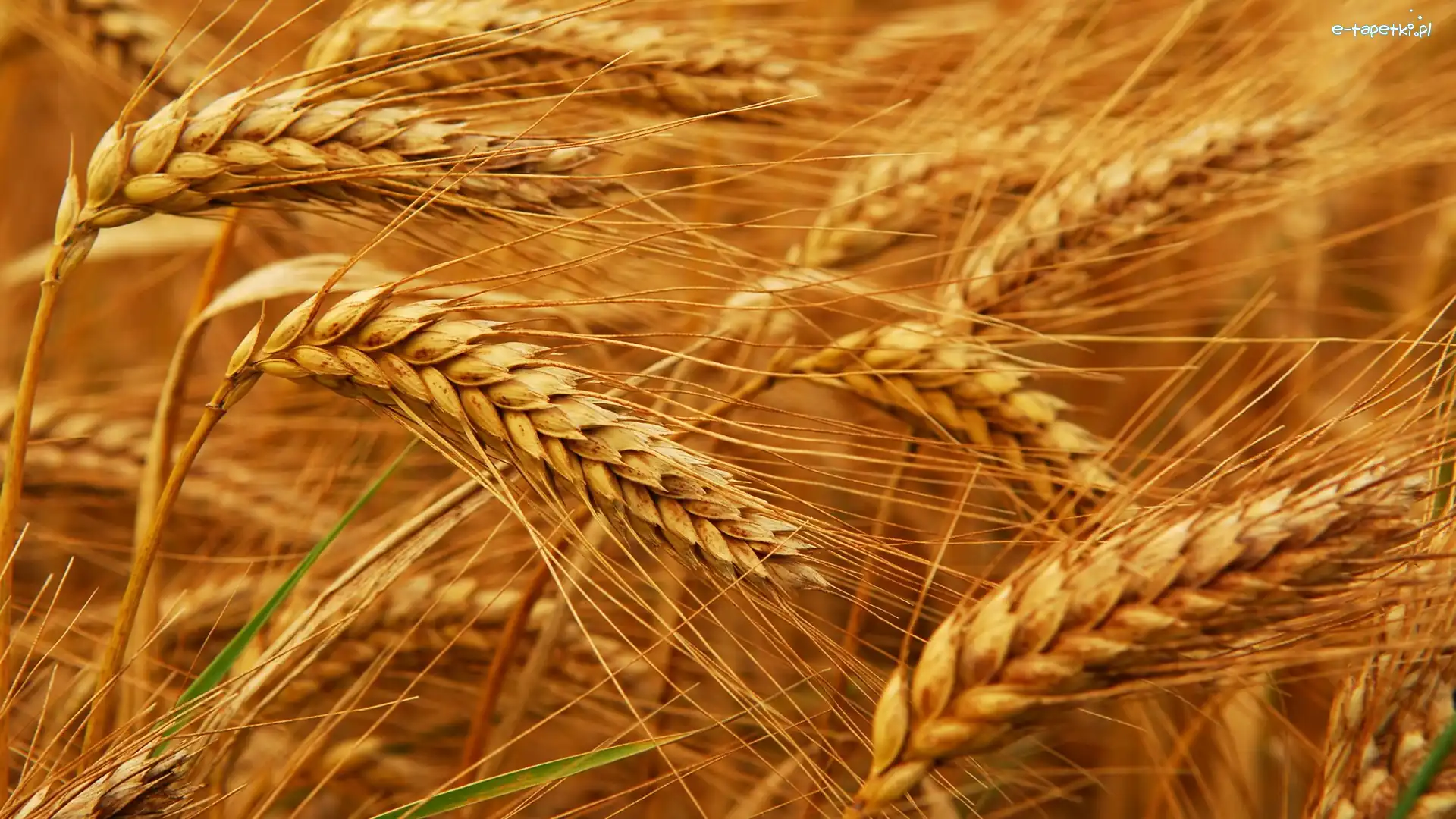 Kłosy, Żółte