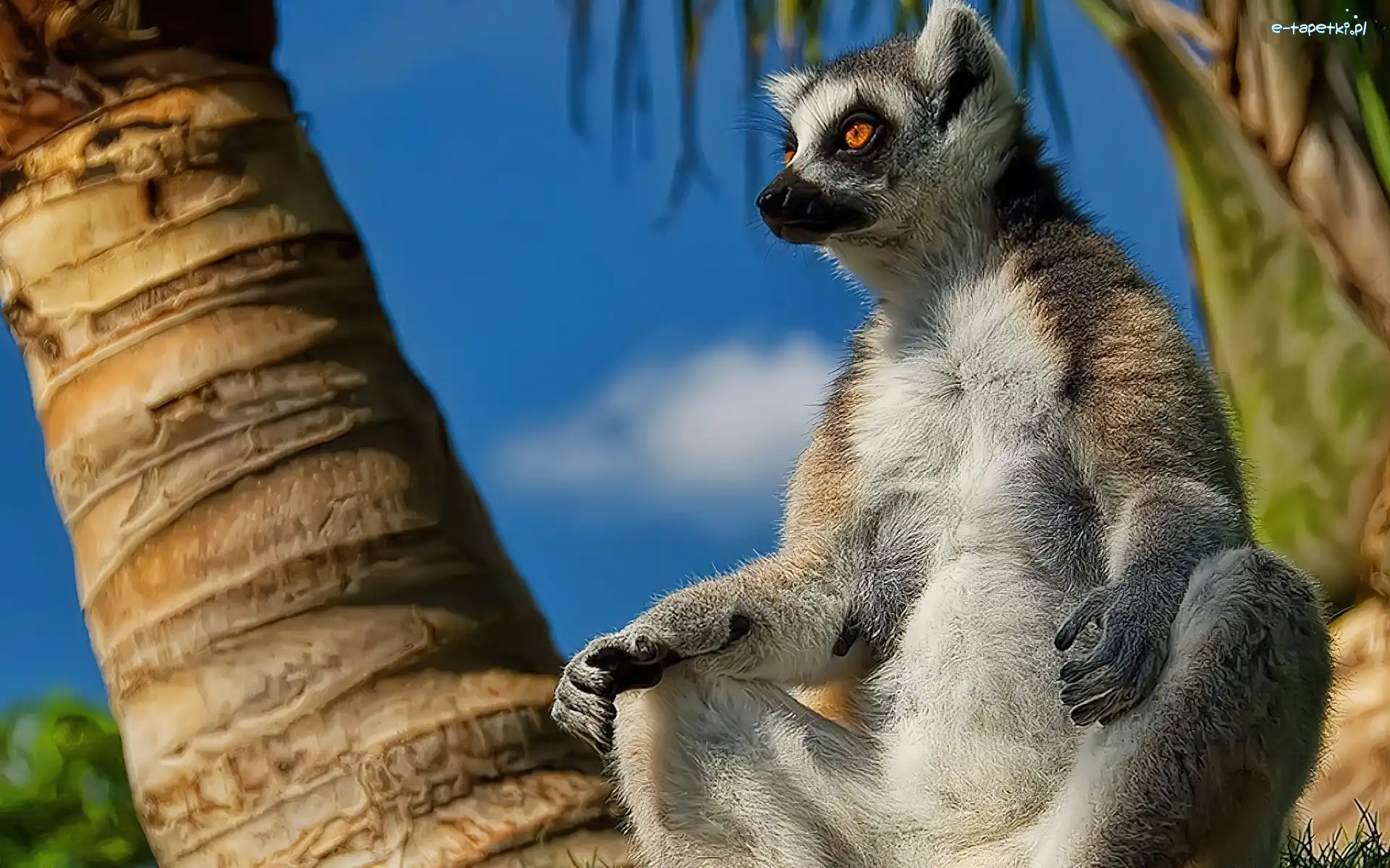 Palmy, Lemur