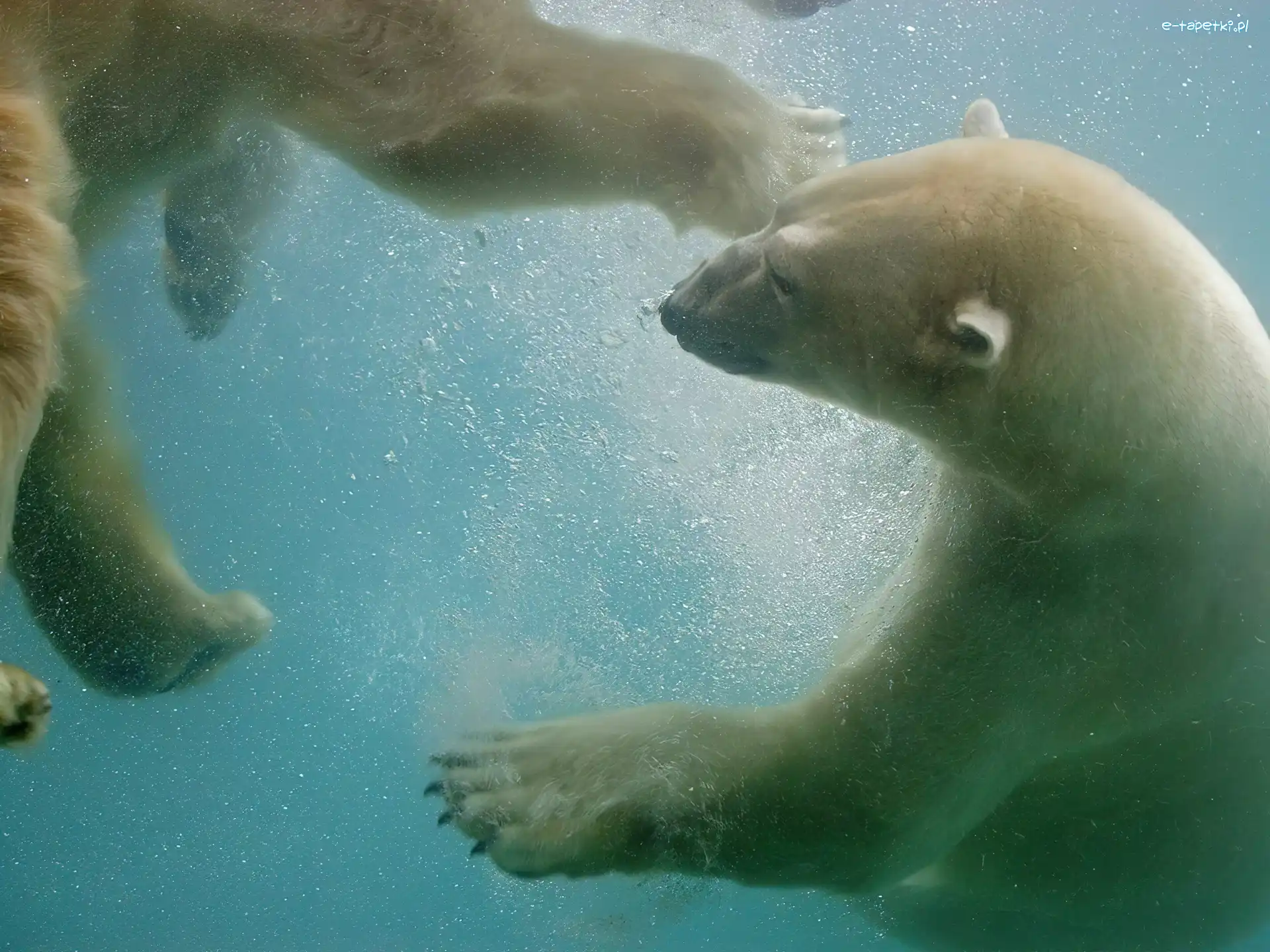 Polarne, Wodą, Pod, Niedźwiedzie