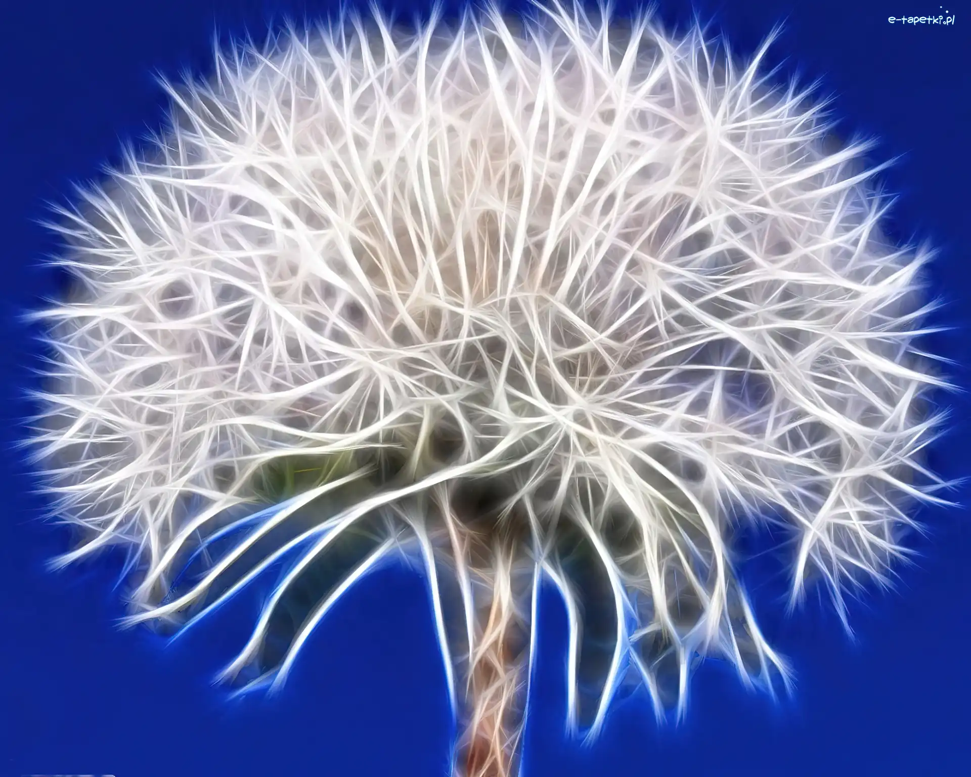 Fractalius, Dmuchawiec