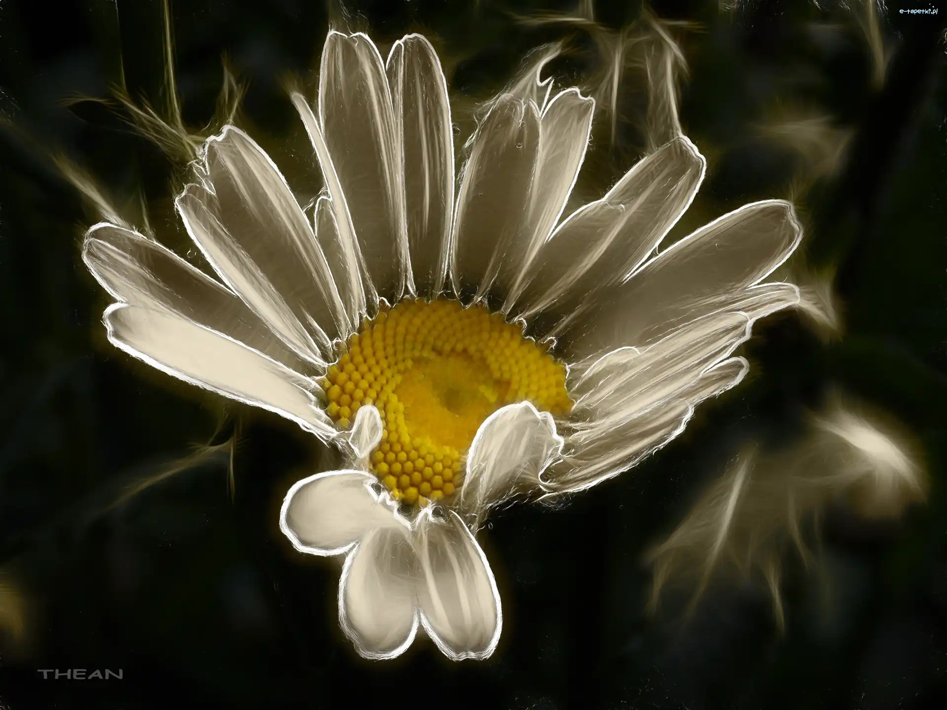 Fractalius, Margaretka