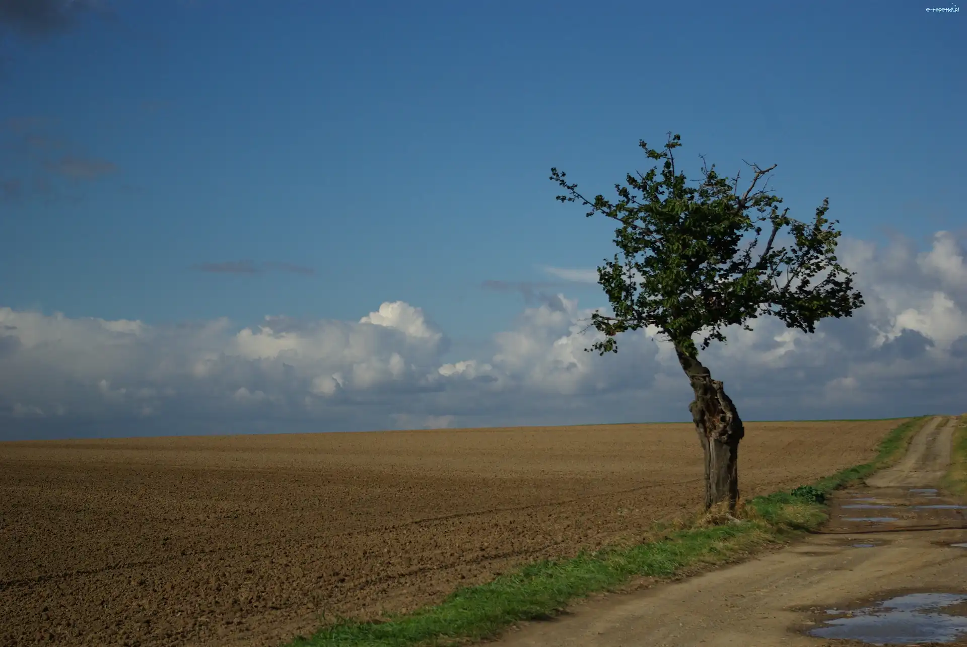 Drzewo, Samotne