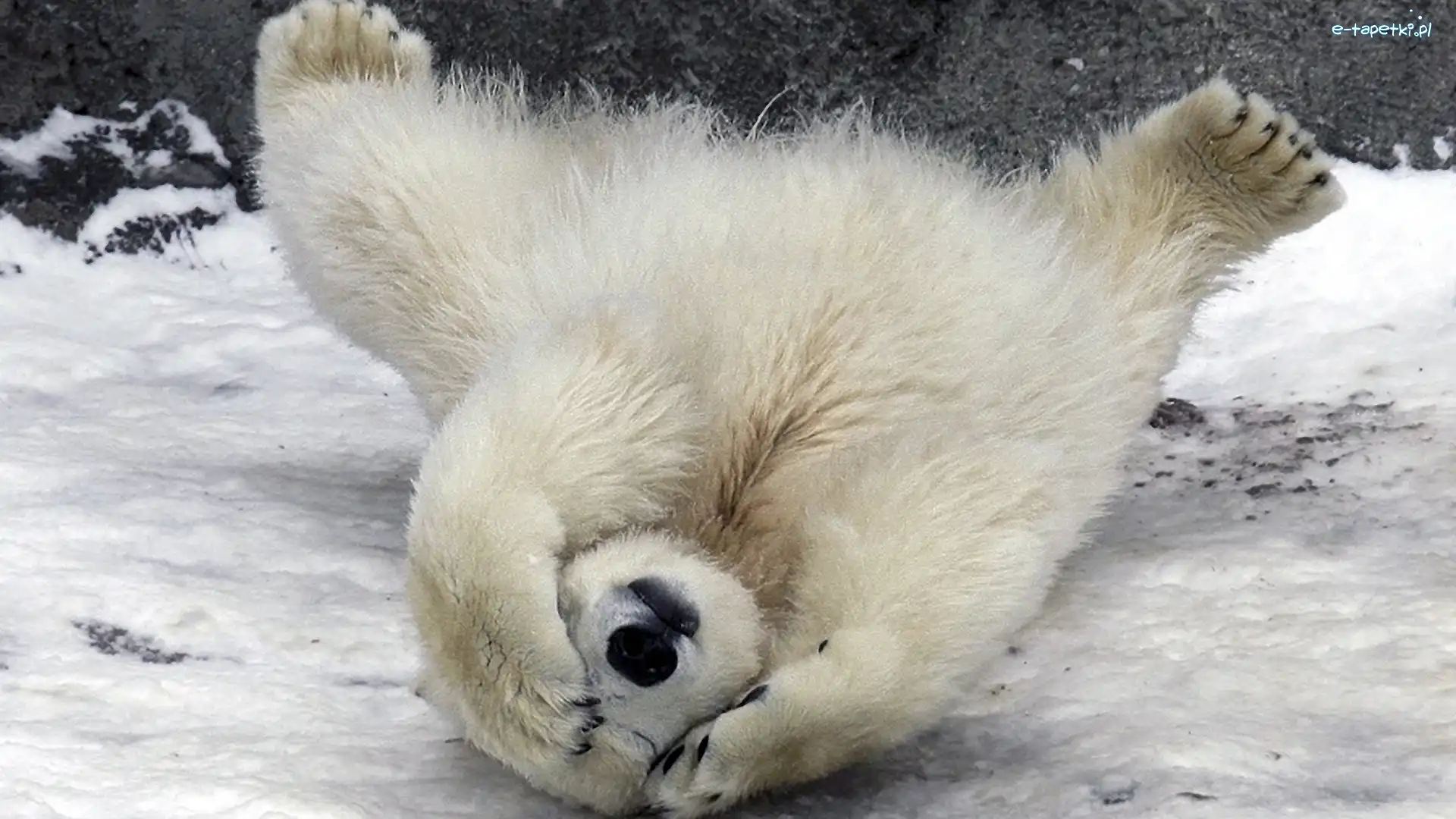 Łapy, Polarny, Miś