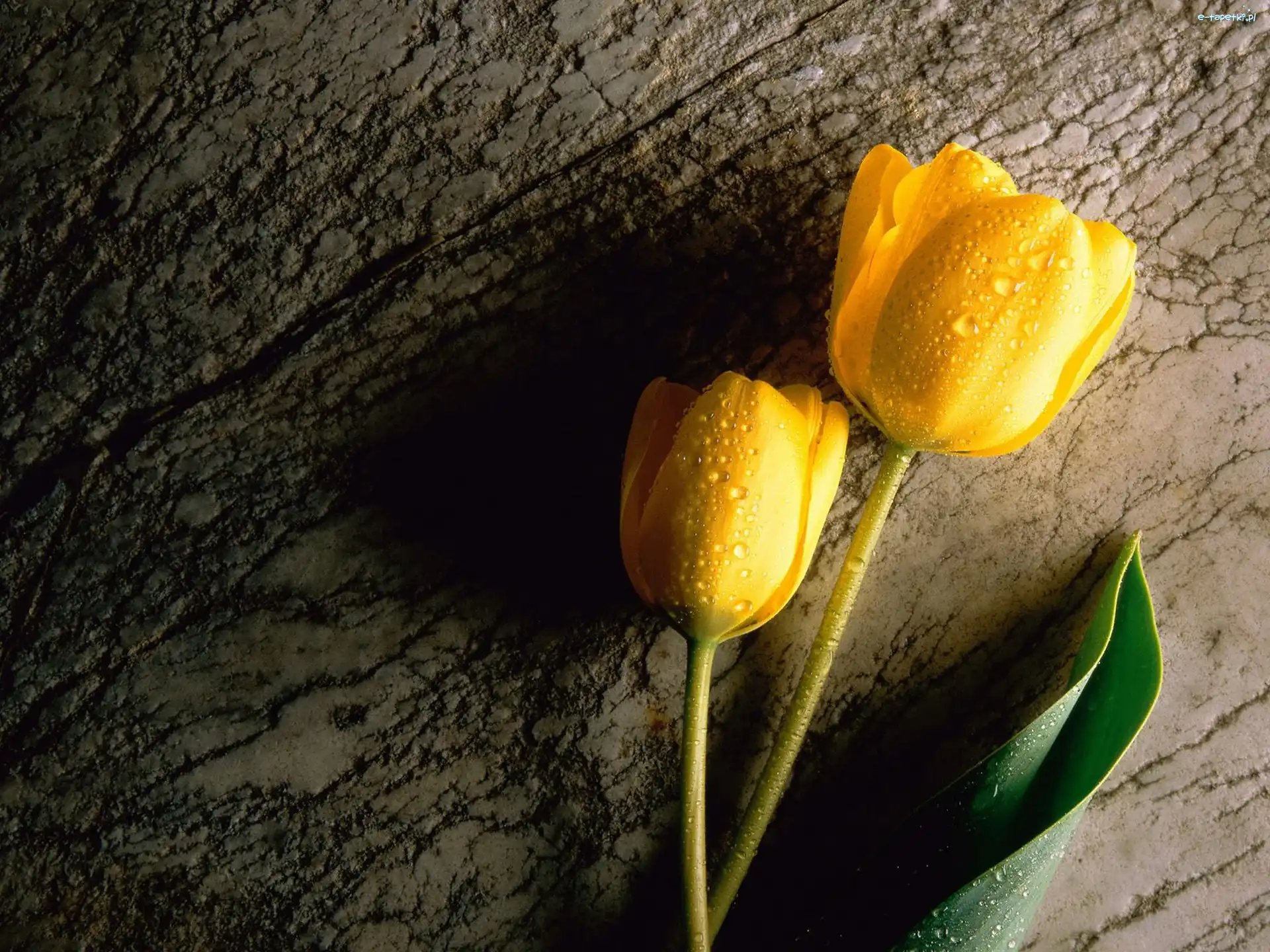 Tulipany, Listek, Łodygi, Żółte